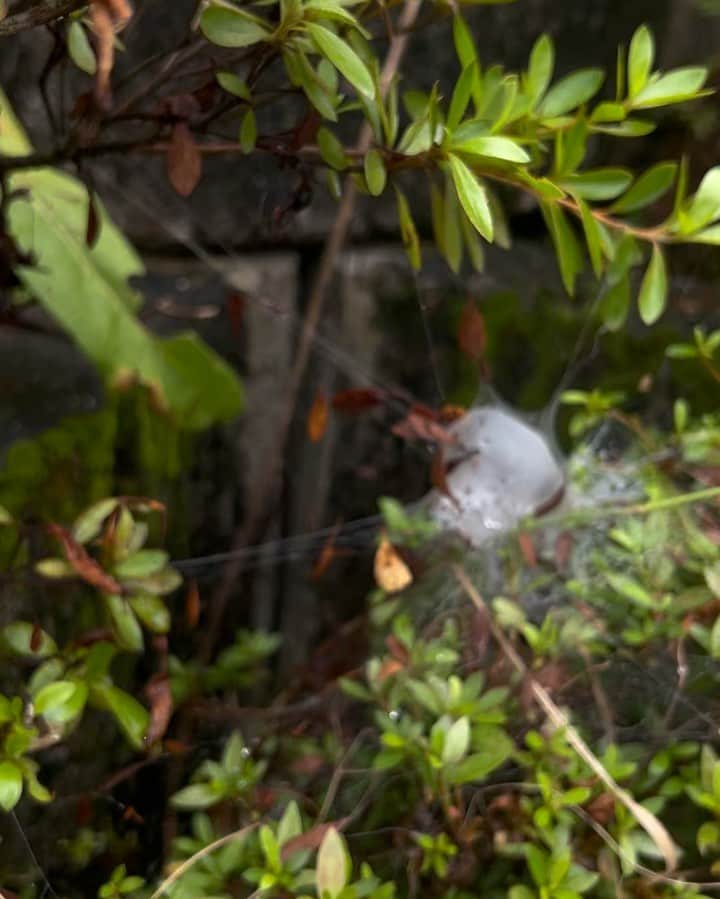 ジェームス・ジーンのインスタグラム：「Found a symbiote in Kyushu…」