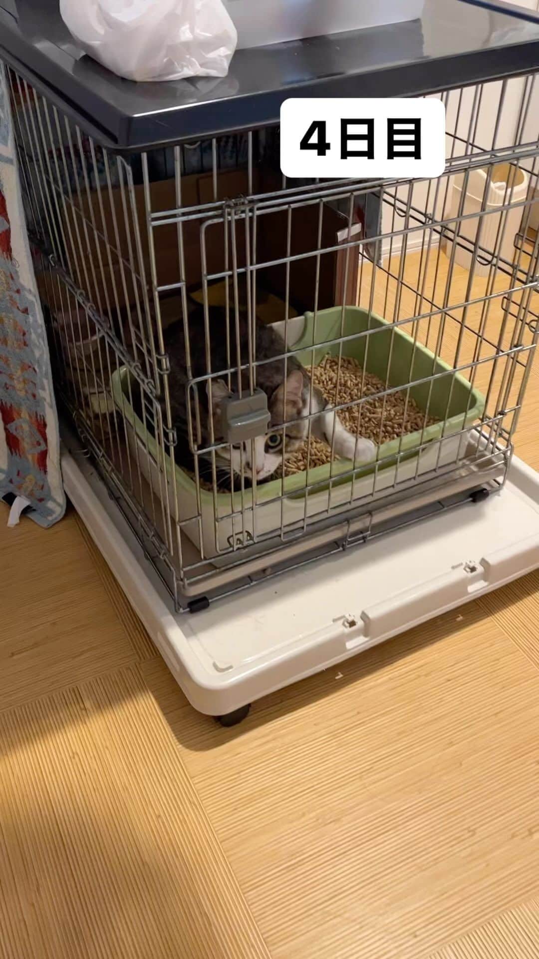 nozomiorideのインスタグラム：「4日目 男の子だし、体格いいので チカラ強い🤣  #保護猫 #きじしろ #キジシロ#くつしたねこ」