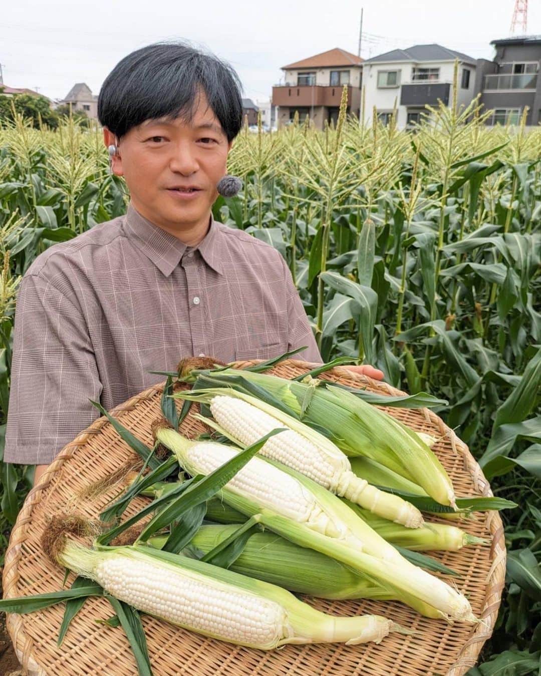 依田司さんのインスタグラム写真 - (依田司Instagram)「7月3日(月) 千葉県船橋市で、江戸時代から農業を営む『かまくら農園』の、１５代目当主が３年ほど前から始めた白いトウモロコシ「ピュアホワイト」を紹介します。 北海道などはよく見るホワイトコーンですが、通常のトウモロコシより育て方が難しい事から、関東では珍しい品種。 最高糖度20.2。平均でも１７～１８という圧倒的な糖度はシャインマスカットに匹敵すると言います。 かまくら農園は本州最速で食べられるホワイトコーンを売りにしており、６月から収穫が始まります。 現在は前半のハウス栽培を終え、後半の露地栽培の収獲に入っています。 試してみたい方、直売所では売り切れ必至なため、ネット購入をお勧めします。  #かまくら農園 #ホワイトコーン #Righton #ライトオン #依田さん #依田司 #お天気検定 #テレビ朝日 #グッドモーニング #気象予報士 #お天気キャスター #森林インストラクター #グリーンセイバーアドバンス #プロジェクトワイルド #IPCC伝導者 #japan #japantrip #japantravel #unknownjapan #japanAdventure #japanlife #lifeinjapan #instagramjapan #instajapan #療癒 #ilovejapan #weather #weathercaster #weatherforecast」7月3日 8時59分 - tsukasa_yoda