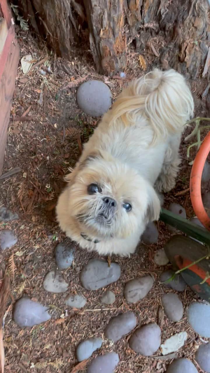 Dougie the Shih Tzuのインスタグラム：「Squirrels, amirite?」