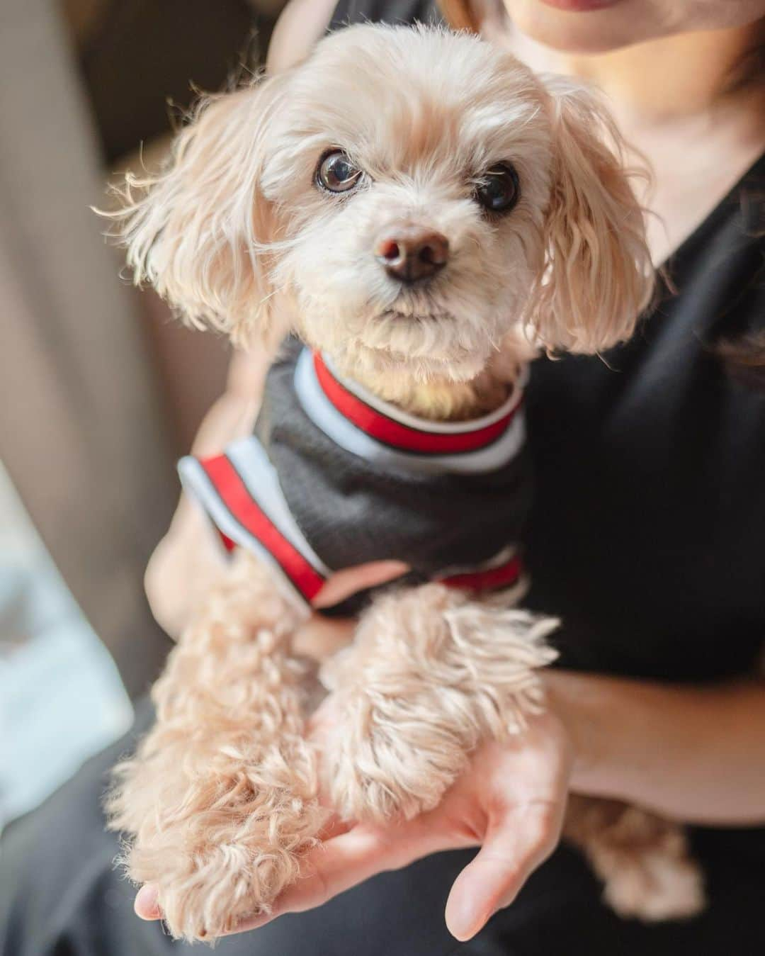 山上紗和 のインスタグラム：「記念に🐶📷  先日、プロのカメラマンさんにお写真撮っていただきました✌️🏡⋆*  もう今年15歳の老犬なので、元気なうちにかわいい写真を残しておきたくて～👵  今の時代、フードも良くなってきているので、 「15歳まで生きられなかったら飼い主の責任だよ‼️😡」と、 獣医さんから何度も念を押されていたため、ハラハラしてましたが、  去年、月に2度も大手術したにも関わらず、まだまだ元気で居てくれて本当にありがたいです🙏  術前に比べると、見てわかる程痩せて弱ってはいるので、 反省しつつ、生きていてくれる事に感謝しながら、家族の出来る限りのケアはしたいなと。  まだまだ長生きしてね😭  #フォトグラファー #ペットカメラ #ペット写真 #犬フォトグラファー #犬撮影 #ペット写真 #ペット撮影 #自宅撮影 #photography #dogphotography #dogphoto #シニア犬」