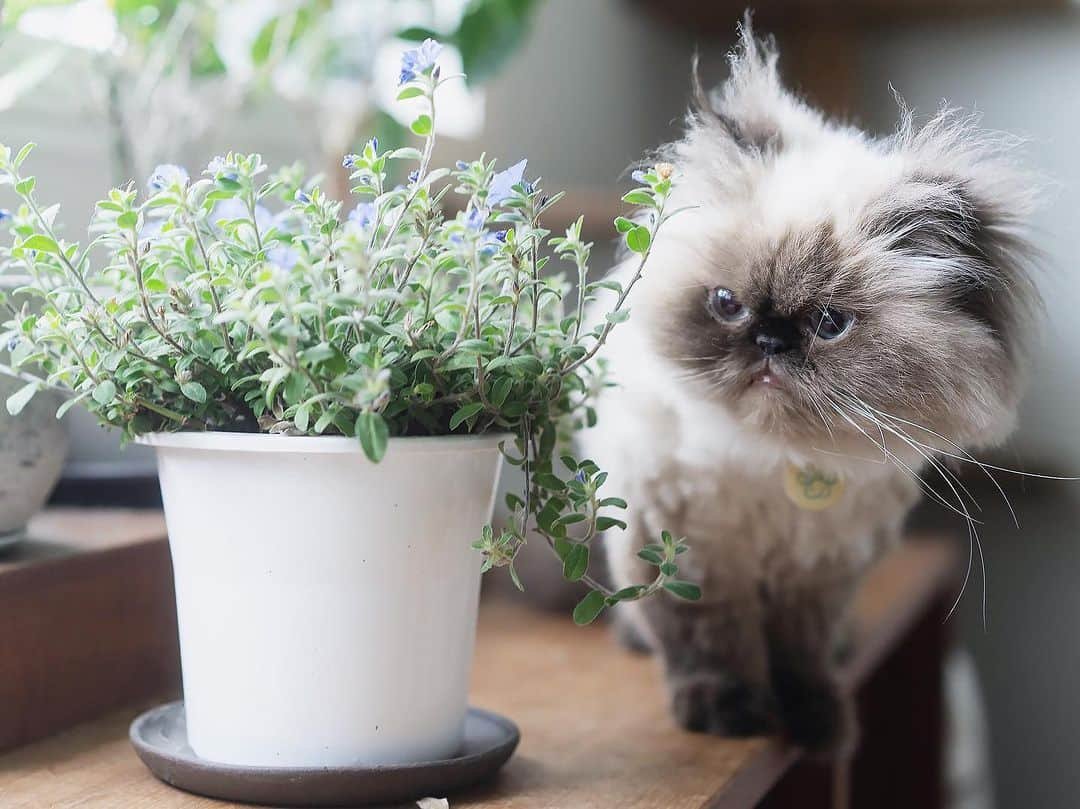 清水桜子のインスタグラム：「アメリカンブルーという名前に惹かれて買った植物。 毎日、可愛い花をいじらしく咲かせてくれて楽しい。  のんちゃんの瞳の色とお揃いだね😚」