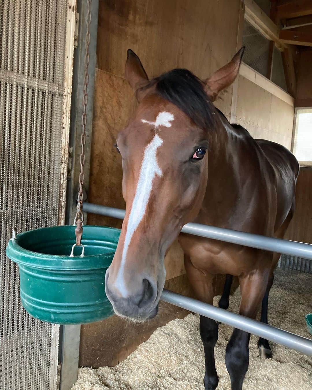 古川奈穂のインスタグラム：「土曜日、日曜日ともに函館競馬場で騎乗させて頂きました。 乗せてくださった関係者の皆様、応援してくださった皆様、ありがとうございました。  一生懸命走ってくれた馬たちも、ありがとうございました☺️  日曜日に乗せて頂いたメリタテス号は、2021年9月にアメリカ・キーンランドで行われたセプテンバーセールで矢作先生と一緒に見ていた馬です☺️ 厩舎で大人になった姿を見た時は感慨深かったですが、実際にレースに乗せて頂くことができてとても嬉しかったです✨  結果を出せるように頑張りたいと思います💪  今週も宜しくお願いいたします！  #函館競馬場  #メリタテス  #セプテンバーセール」