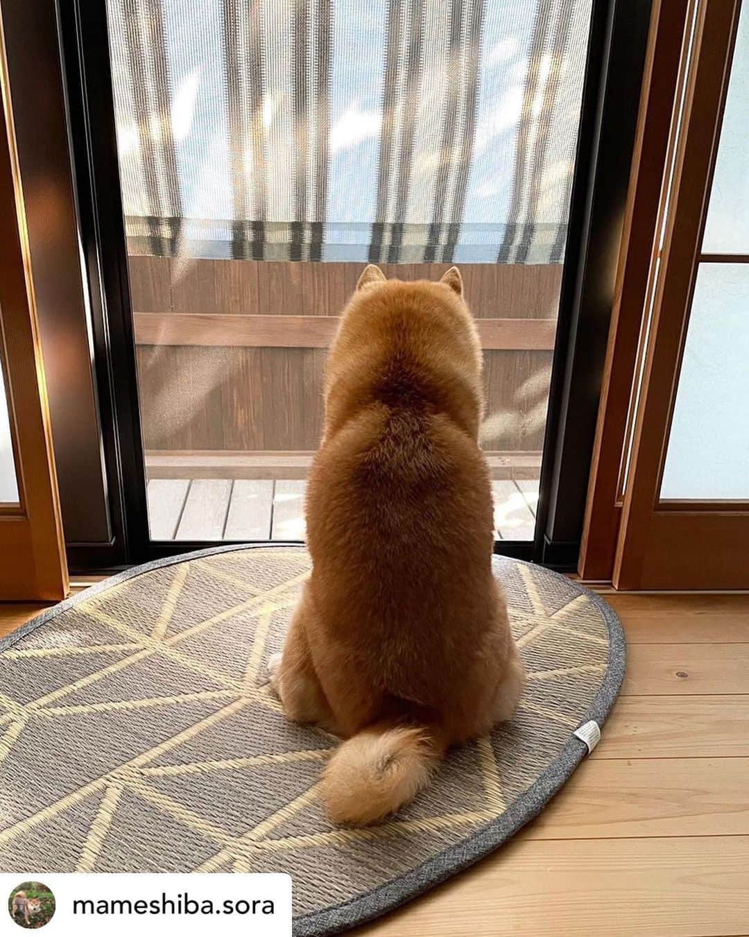 のインスタグラム：「Posted @withregram • @mameshiba.sora さんのそらくん。  風が気持ちよくて、 外を眺めて癒されてる背中❤️  モフモフしたくなっちゃうね😍 .  ハッシュタグ #いぬのきもち #ねこのきもち に投稿いただいた可愛い写真をご紹介しています！ 「いぬのきもちWEB　MAGAZINE」、「ねこのきもちWEB MAGAZINE」でもご紹介させていただくことも！  -------------------  . #柴犬 #しばいぬ#shibainu  #いぬ #いぬすたぐらむ #いぬのいる暮らし #いぬのきもち #いぬ好き #犬 #犬好きさんと繋がりたい #犬のいる生活 #犬と暮らす #犬好き #dog #dogsofinstagram #dogstagram」