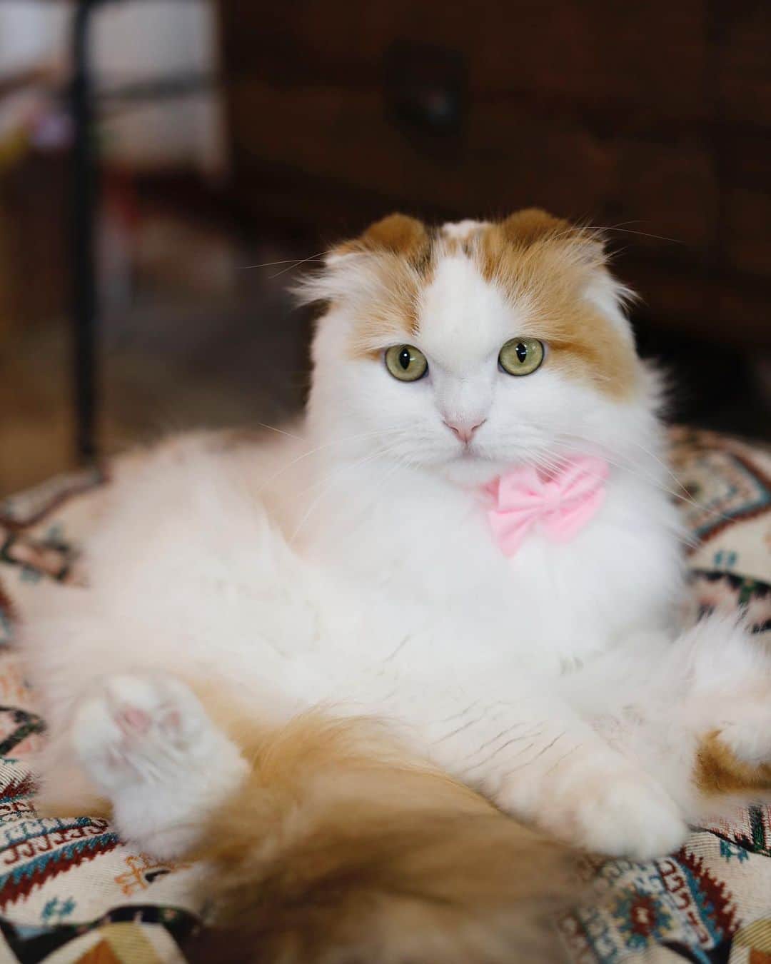 yayoi89のインスタグラム：「🎀  今日はちょっと大人顔の イクラちゃん🐹 アイライン羨ましい  #weeklyfluff #fluffy #cat #adorable #catsagram #instacat #beautiful #meowed #catlovers #catoftheday  #ねこ #ふわもこ部 #にゃんすたぐらむ #スコティッシュフォールド #猫部 #ねこのいる生活」