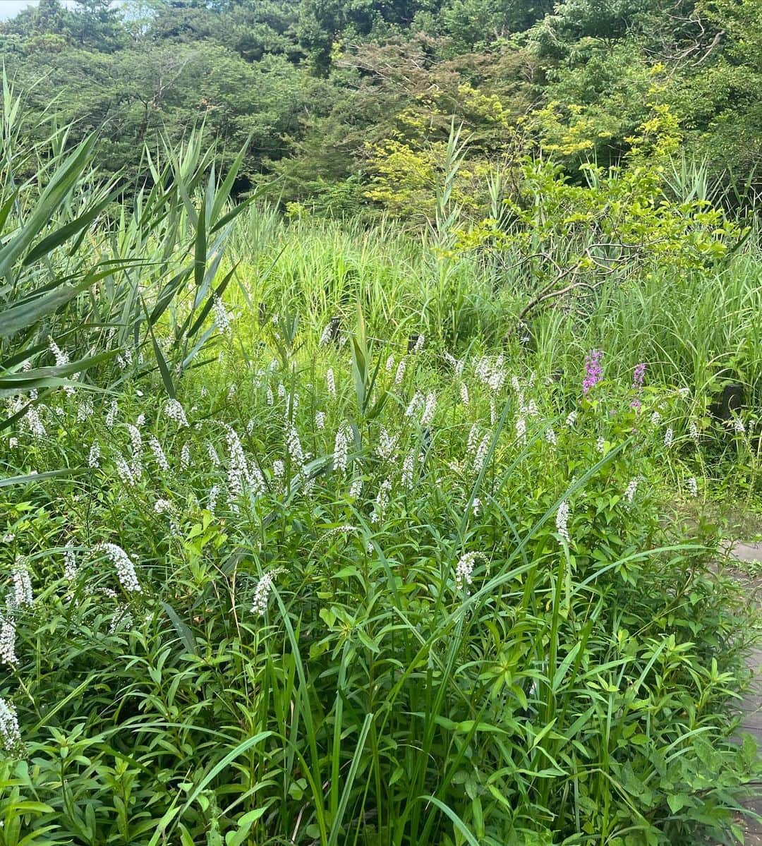 愛花さんのインスタグラム写真 - (愛花Instagram)「🌿🍃☀️☁️👒🤍 目黒にこんなでっかい森みたいな場所があるなんて知らなかった！すごく素敵な場所でした☺️」7月3日 19時41分 - hi_erica_official