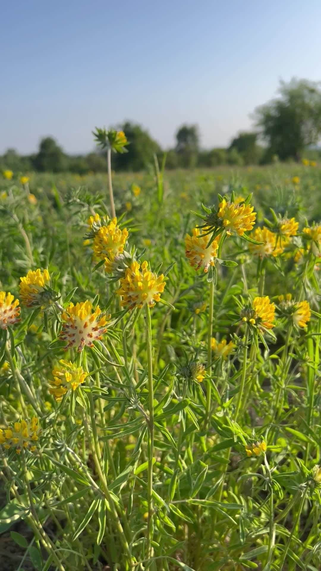 Dr. Hauschka Japan ドクターハウシュカのインスタグラム：「このお花の名前をご存じですか？ 黄色いシロツメクサのような見た目なのですが、 こちらはアンチリスブルネラリアです。  Dr.ハウシュカのほとんどのスキンケア製品とボディケア製品にも配合されているとても大切なキープランツです。ハウシュカ博士は、環境適応能力の高い植物がお肌の状態に合わせたアプローチをすることができる点に着目してこの成分を中心に製品を開発することを決めたのです。  #オーガニックコスメ#ナチュラルコスメ#ドクターハウシュカ#1967年からずっとオーガニック#オーガニックライフ#ナチュラルコスメ#エシカル#バイオダイナミック農法#シュタイナー#植物療法#持続可能#サステナビリティ#丁寧な暮らし」