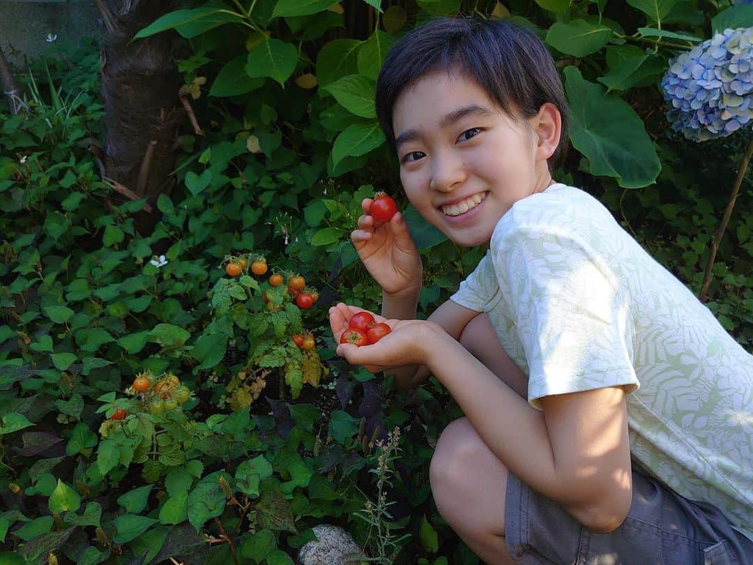 村山輝星さんのインスタグラム写真 - (村山輝星Instagram)「🍅  おじいちゃんとおばあちゃんチのお庭に植えてあるミニトマトが赤くなってきました。いくつか収穫して、早速食べました。甘いのと、少し酸っぱいのとがありました。明日のお弁当にも入れてもらう予定で、食べるのが楽しみです。  さて、クイズです！ 最後の写真、ミニトマトは左右どちらのほっぺに入っているでしょうか？  by きらり  🍅  #村山輝星 #劇団東俳 #Tプロジェクト #トマト #ミニトマト  きらり出演の 劇団東俳60周年記念公演 「 #土がくれたほほえみ 」現在チケット販売中🎫」7月3日 20時31分 - murayama_kirari_staff