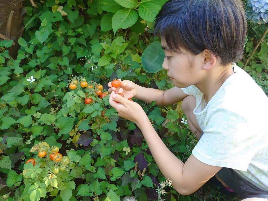 村山輝星さんのインスタグラム写真 - (村山輝星Instagram)「🍅  おじいちゃんとおばあちゃんチのお庭に植えてあるミニトマトが赤くなってきました。いくつか収穫して、早速食べました。甘いのと、少し酸っぱいのとがありました。明日のお弁当にも入れてもらう予定で、食べるのが楽しみです。  さて、クイズです！ 最後の写真、ミニトマトは左右どちらのほっぺに入っているでしょうか？  by きらり  🍅  #村山輝星 #劇団東俳 #Tプロジェクト #トマト #ミニトマト  きらり出演の 劇団東俳60周年記念公演 「 #土がくれたほほえみ 」現在チケット販売中🎫」7月3日 20時31分 - murayama_kirari_staff