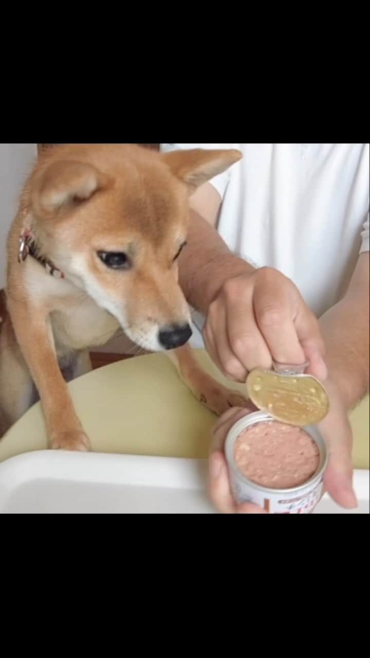 柴犬小春のインスタグラム：「飛び上がるぞ！デビフ牛肉ミンチ #柴犬」