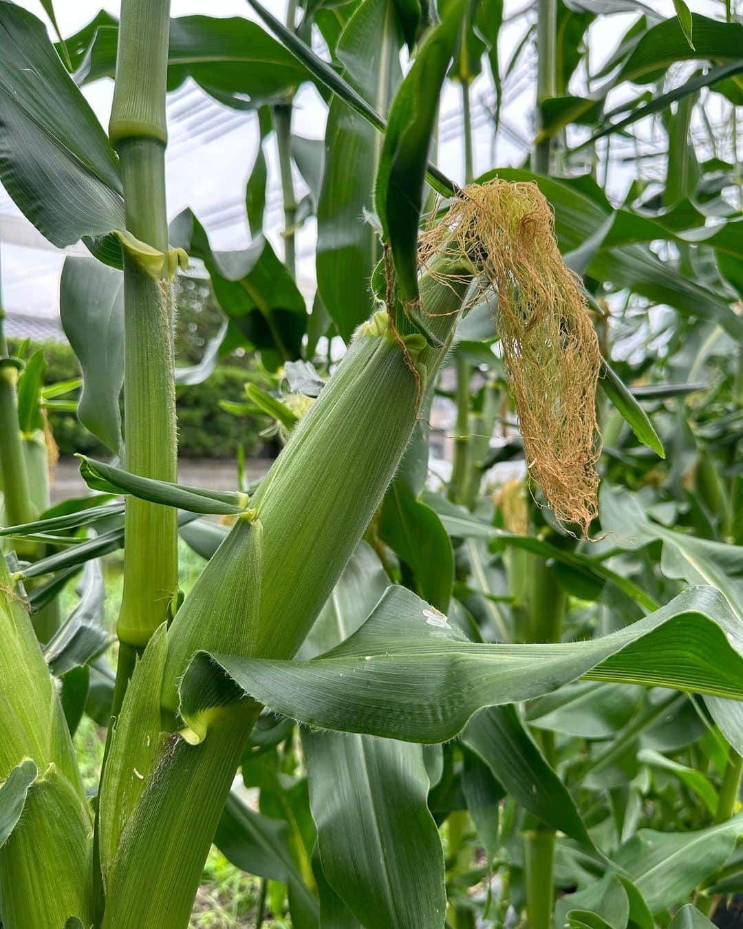 HIROさんのインスタグラム写真 - (HIROInstagram)「元気に育ってる🥰とうもろこし🌽スイカ🍉  収穫が楽しみだ🤩何本かはイケるかなぁ🤔  #家庭菜園 #HIRO農園 #和歌山 #とうもろこし #すいか #第１畑 #安田大サーカスHIRO」7月3日 12時09分 - hiro19770420