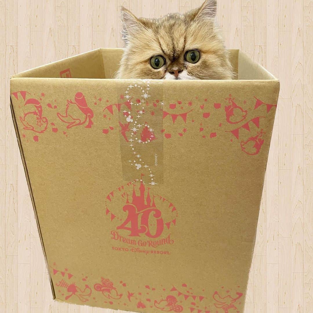 女将のインスタグラム：「Moco  1番のり📦 珍しい人が入ってる…  あ、珍しい猫か。笑  #猫か？ #ディズニー40周年  #memorygoround  #disneyland」
