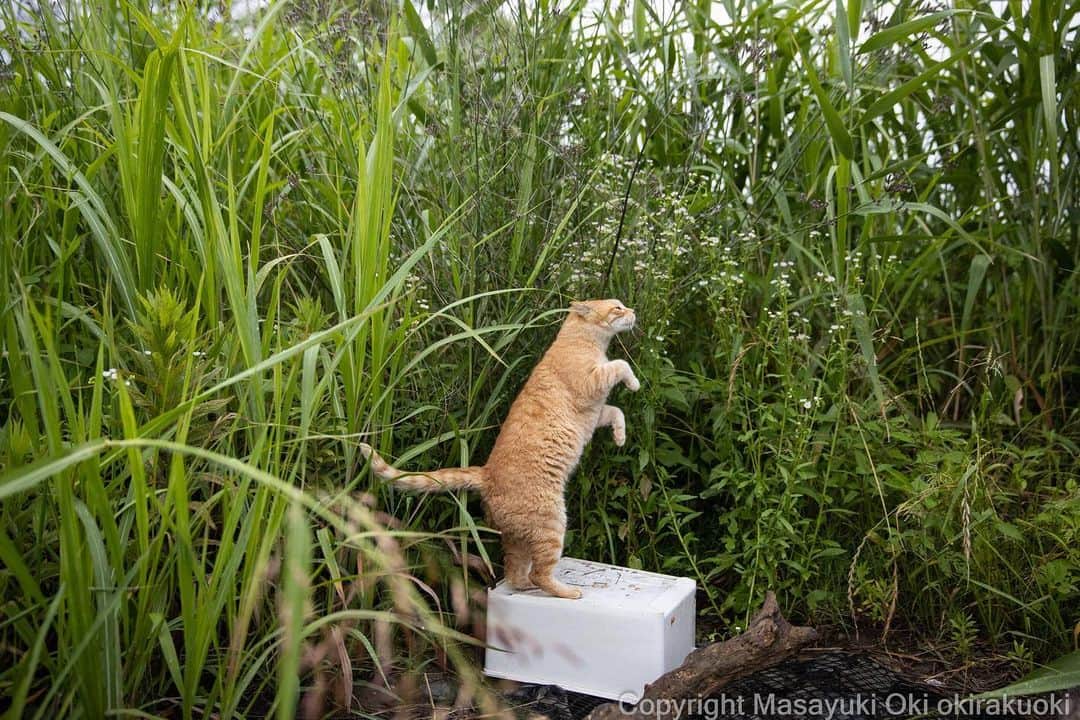 Masayukiさんのインスタグラム写真 - (MasayukiInstagram)「お立ち台。  #cat #ねこ #猫 #東京カメラ部」7月3日 13時00分 - okirakuoki