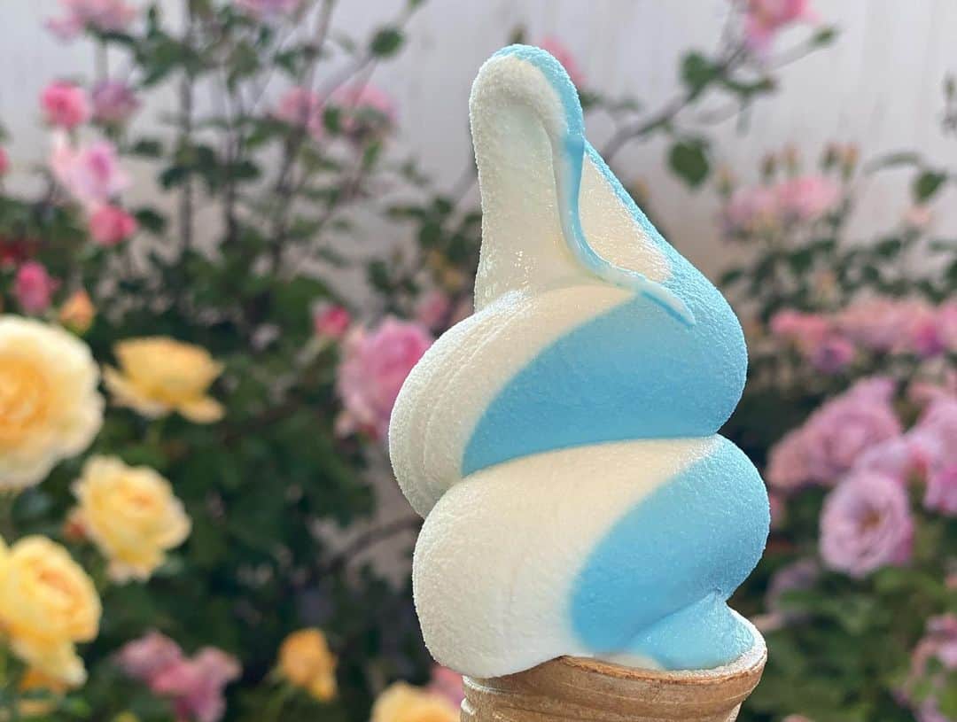 海津ゆうこさんのインスタグラム写真 - (海津ゆうこInstagram)「今日はソフトクリームの日🍦 ジェラートは食べないので、 ソフトクリームがあると飛びつきます。 美味しいソフトクリーム、いっぱい食べたい😋  丘陵公園のバラのソフトクリーム。 濃厚なバラの味が楽しめました。  #ソフトクリーム#ソフトクリームの日 #ソフトクリーム部 #🍦 #丘陵公園#バラソフト #冷たいスイーツ#スイーツ#美味しいもの#instadaily #instagood #instalike #instalife #instapic #フリーアナウンサー#ラジオパーソナリティー」7月3日 13時17分 - yuco310