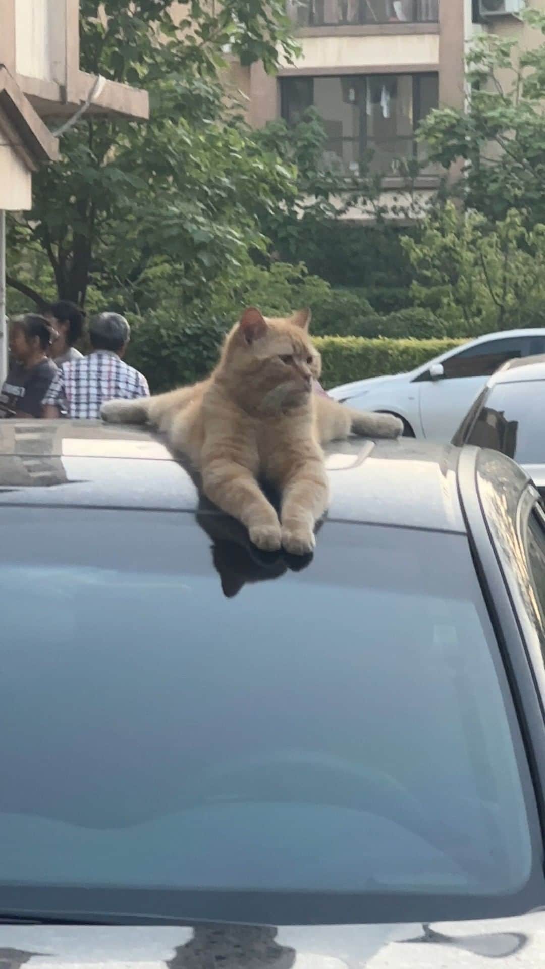 Aww Clubのインスタグラム