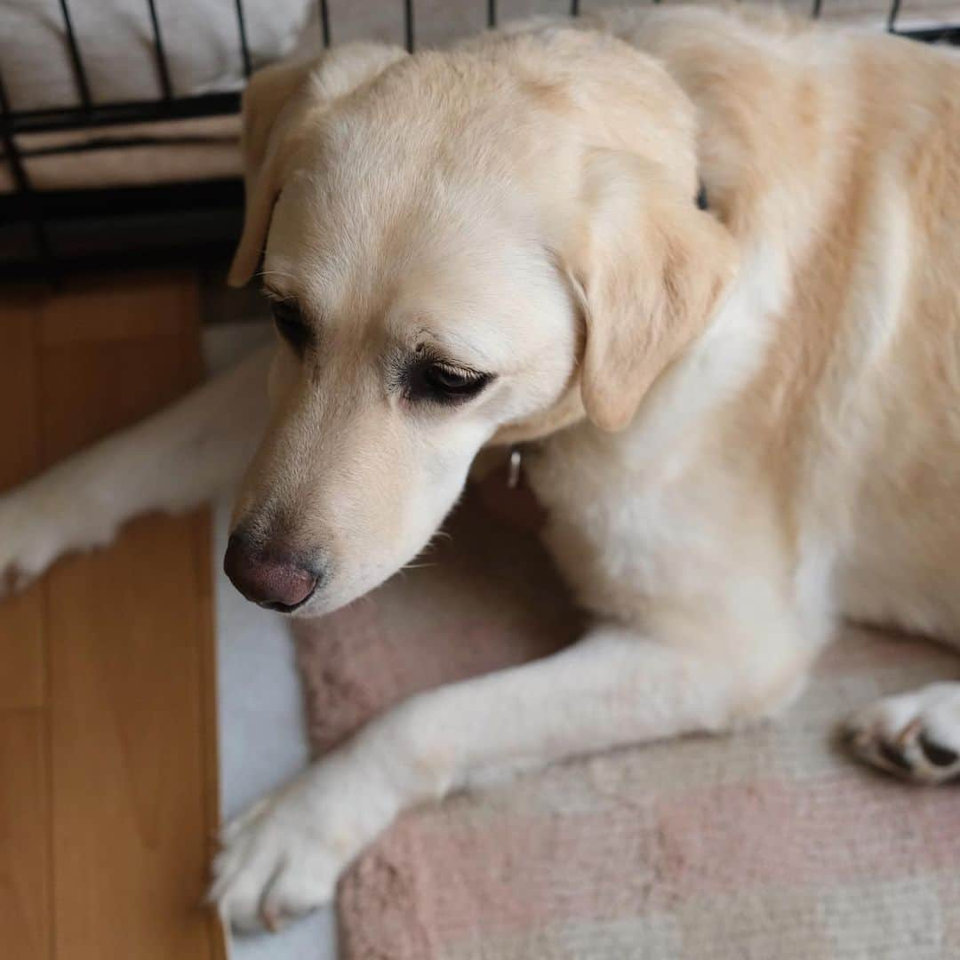 関根正悟さんのインスタグラム写真 - (関根正悟Instagram)「Say Hi to my new family!🐶👋  エマちゃん🐻を保護していた方の繋がりで、長野県安曇野にいたこの5歳のラブラドールが昨日から関根家にやってきました☺️🐶ブリーダー放棄で繁殖犬だったそう…😔  エマちゃんと違って人見知りもせず🐻笑、初日からなかなかフレンドリー😆撫でられるのが好きみたいです。 写真も目線くれます笑📷散歩とトイレの躾ができてないまま育ってしまったみたいだからこれから家族でコツコツと。  母親命名のノアちゃん（仮）が有力ですが、いきなり変わったらすみません🤣  見てくださってる皆さんにも可愛がってもらえたら嬉しいです☺️🙏🐶  #保護犬 #labradorretriever  #shogosekine  #ラブラドールだらけの関根家笑」7月3日 14時35分 - shogosekine0319