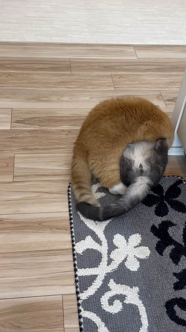 bunny & 2 catsのインスタグラム：「Enzou🐱&Gomazou😽 (Ginzou👮)  _ 🐾タヌキvsカワウソ 勝利はいかにww 🐾最後ぎんちゃんにビビるごまちゃん🤭 🐾倍速でどうぞ💁🏼‍♀️ _ #scottishfold#多頭飼い#ねこ#猫#cats#cute#amazing#スコティッシュフォールド _ #PECO#ねこ#9gag#WeeklyFluff#ふわもこ部#instavideo#ねこのきもち#catsofinstagram#instagram#instagramjapan#cats_of_world#猫動画」