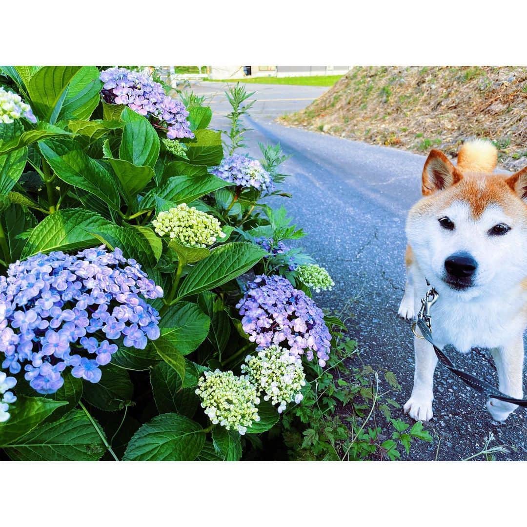 Hanamichi ＆ ℕㆁℜ〡ｋㆁ♡のインスタグラム：「💜 ボクのおかあさんのすきな花だよ 💙 #紫陽花 #梅雨 #七月 #july #rainy #柴犬 #しばいぬ #子犬 #わんこ #dog #shiba #puppy #love #vcso」