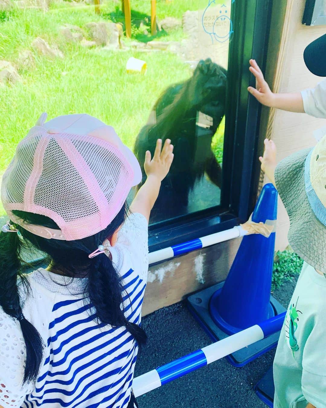 横山愛子さんのインスタグラム写真 - (横山愛子Instagram)「風邪ひいて幼稚園を休んでいた影響で…。。 また次女が泣いて行くようになり😂 その時に先生が絵本やシールを使って、沢山遊んで下さるうちに！ 『キリンが🦒好きなの』と次女が教えてくれたので^ - ^ 本物見に行こう❣️と炎天下の中動物園へ🐘🦁 初めて二人乗りベビーカー持って行かずに挑戦❗️✌️ シャトルバスをうまく使って沢山歩いてもらいました！抱っこもおんぶもしたけど…なんとかなった笑  子供達が見たい動物を全て見ることができて☆🐦‍⬛と戯れるキリン🦒には大興奮（＾ν＾）15分くらい見てたかな🤣 行くたびに身長測ってるから、成長がよくわかる👍 ゾウ🐘も今回は大人しくて目の前で水飲んでる姿が見られたり！ 初めてオランウータンのスカイウォークも見られて！大満足😋 本当に広いから全身筋肉痛……。  今日は温泉♨️に行って、心身共に癒されました( ^ω^ ) 明日からも頑張ろ！！！ #2歳差育児 #年子 #プレママ #ホリプロ #横山愛子 #動物園 #こどものいる暮らし  #キリン #オランウータン #スカイウォーク」7月3日 15時21分 - aiaiko8