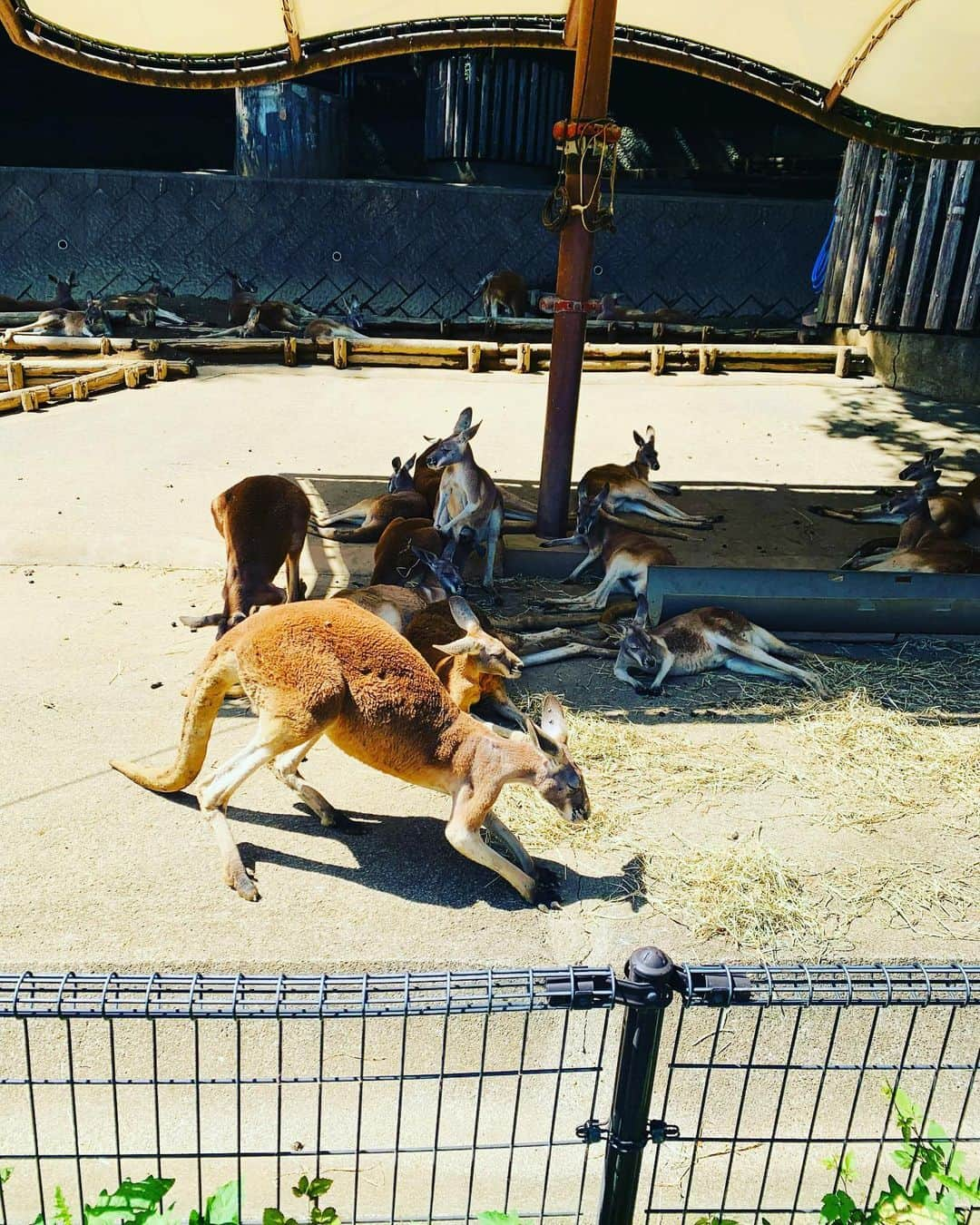 横山愛子さんのインスタグラム写真 - (横山愛子Instagram)「風邪ひいて幼稚園を休んでいた影響で…。。 また次女が泣いて行くようになり😂 その時に先生が絵本やシールを使って、沢山遊んで下さるうちに！ 『キリンが🦒好きなの』と次女が教えてくれたので^ - ^ 本物見に行こう❣️と炎天下の中動物園へ🐘🦁 初めて二人乗りベビーカー持って行かずに挑戦❗️✌️ シャトルバスをうまく使って沢山歩いてもらいました！抱っこもおんぶもしたけど…なんとかなった笑  子供達が見たい動物を全て見ることができて☆🐦‍⬛と戯れるキリン🦒には大興奮（＾ν＾）15分くらい見てたかな🤣 行くたびに身長測ってるから、成長がよくわかる👍 ゾウ🐘も今回は大人しくて目の前で水飲んでる姿が見られたり！ 初めてオランウータンのスカイウォークも見られて！大満足😋 本当に広いから全身筋肉痛……。  今日は温泉♨️に行って、心身共に癒されました( ^ω^ ) 明日からも頑張ろ！！！ #2歳差育児 #年子 #プレママ #ホリプロ #横山愛子 #動物園 #こどものいる暮らし  #キリン #オランウータン #スカイウォーク」7月3日 15時21分 - aiaiko8