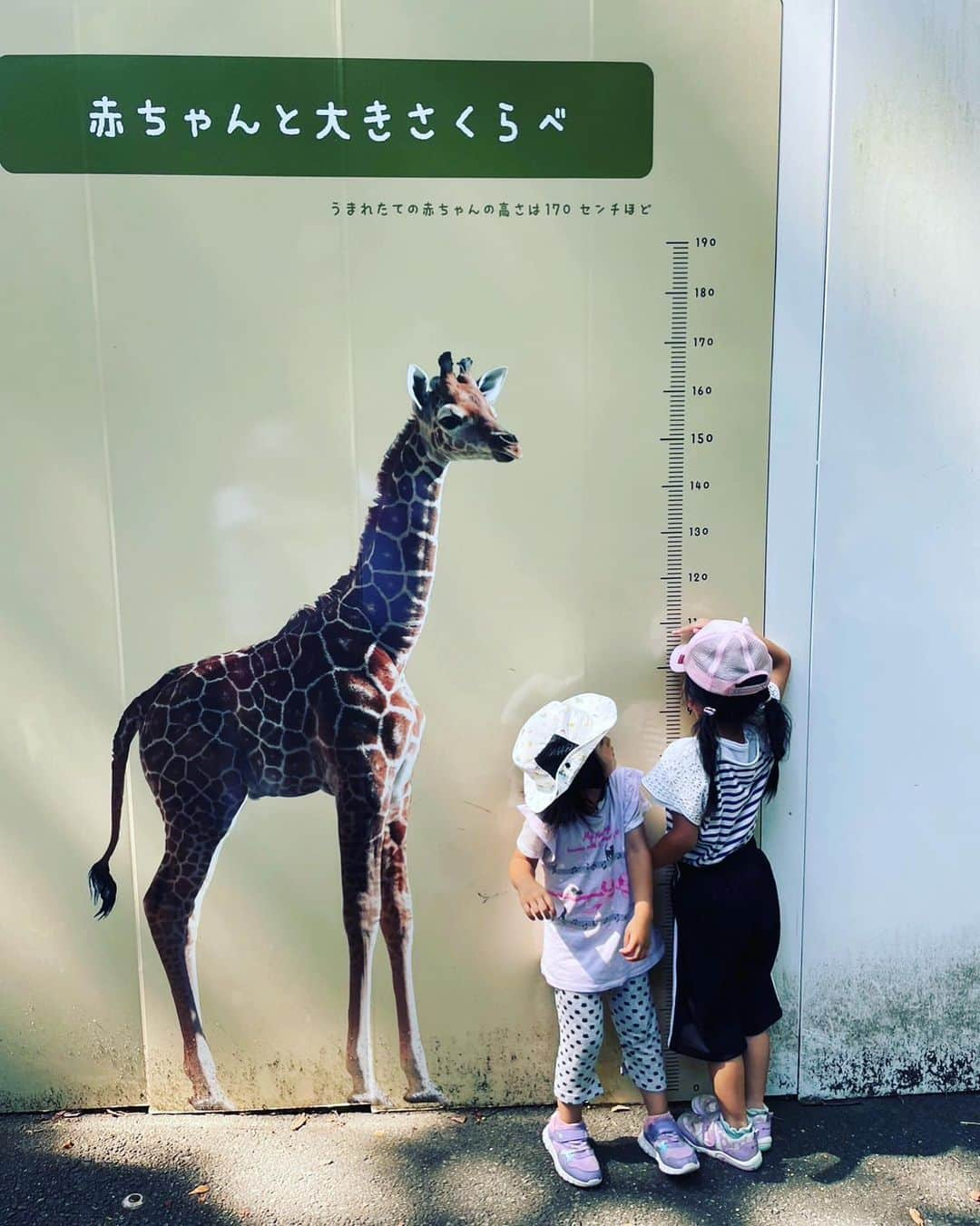 横山愛子さんのインスタグラム写真 - (横山愛子Instagram)「風邪ひいて幼稚園を休んでいた影響で…。。 また次女が泣いて行くようになり😂 その時に先生が絵本やシールを使って、沢山遊んで下さるうちに！ 『キリンが🦒好きなの』と次女が教えてくれたので^ - ^ 本物見に行こう❣️と炎天下の中動物園へ🐘🦁 初めて二人乗りベビーカー持って行かずに挑戦❗️✌️ シャトルバスをうまく使って沢山歩いてもらいました！抱っこもおんぶもしたけど…なんとかなった笑  子供達が見たい動物を全て見ることができて☆🐦‍⬛と戯れるキリン🦒には大興奮（＾ν＾）15分くらい見てたかな🤣 行くたびに身長測ってるから、成長がよくわかる👍 ゾウ🐘も今回は大人しくて目の前で水飲んでる姿が見られたり！ 初めてオランウータンのスカイウォークも見られて！大満足😋 本当に広いから全身筋肉痛……。  今日は温泉♨️に行って、心身共に癒されました( ^ω^ ) 明日からも頑張ろ！！！ #2歳差育児 #年子 #プレママ #ホリプロ #横山愛子 #動物園 #こどものいる暮らし  #キリン #オランウータン #スカイウォーク」7月3日 15時21分 - aiaiko8