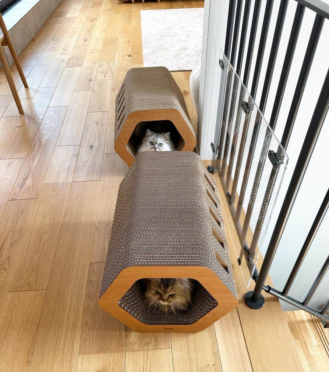 のインスタグラム：「朝からお尻に💩をつけてしまい とてもストレスになってヴーと鳴いていた ふぅちゃん。 残念ながら大嫌いなシャワーを浴びることに。  お留守番中じゃなくてよかった..  おにいちゃんがシャワーを浴びているのを 目撃したまめおは次は自分の番だと 緊張してたけど、回避できて一安心  そんなこんながおわって、2人で 6角ハウスで仲良くお休み中  cat#cats#catstagram#catstagram_japan#instacat#cutecat#cutepetclub#bestcats#world_kawaii_cat#catoftheday#meow#bestmeow#TheDailyKitten#ねこ#ネコ#猫#ねこ部#ふわもこ部#pecoねこ部#みんねこ#チンチラ#チンチラゴールデン#チンチラシルバー#ペルシャ#ふぅ豆#みぃ豆」