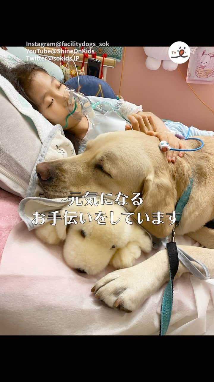PECO いぬ部のインスタグラム：「「笑顔と勇気を届ける、ファシリティドッグ🐶✨」 ㅤㅤ 今回素敵な投稿をしてくださったのは… @facilitydogs_sok さん 他にも素敵なお写真がたくさんあるので ぜひ遊びに行ってみてね♪ ㅤㅤ ㅤㅤ ㅤㅤ 〖 #pecoいぬ部（ #ペコねこ部 ） 〗をつけてご投稿いただくと PECOのSNSで楽しくご紹介させていただきます😋 フォロー&コメントお待ちしています✨ ㅤㅤ ㅤㅤ  ============================== @pecodogs（ @pecocats ）☚YouTubeでも可愛いワンコ（ニャンコ）紹介中🐶💕 ==============================  #犬のいる暮らし #犬部 #犬好きな人と繋がりたい #dogstagram #doglover #멍스타그램 #개스타그램 #ファシリティドッグ #facilitydog #ファシリティドッグのお仕事 #オフの日」