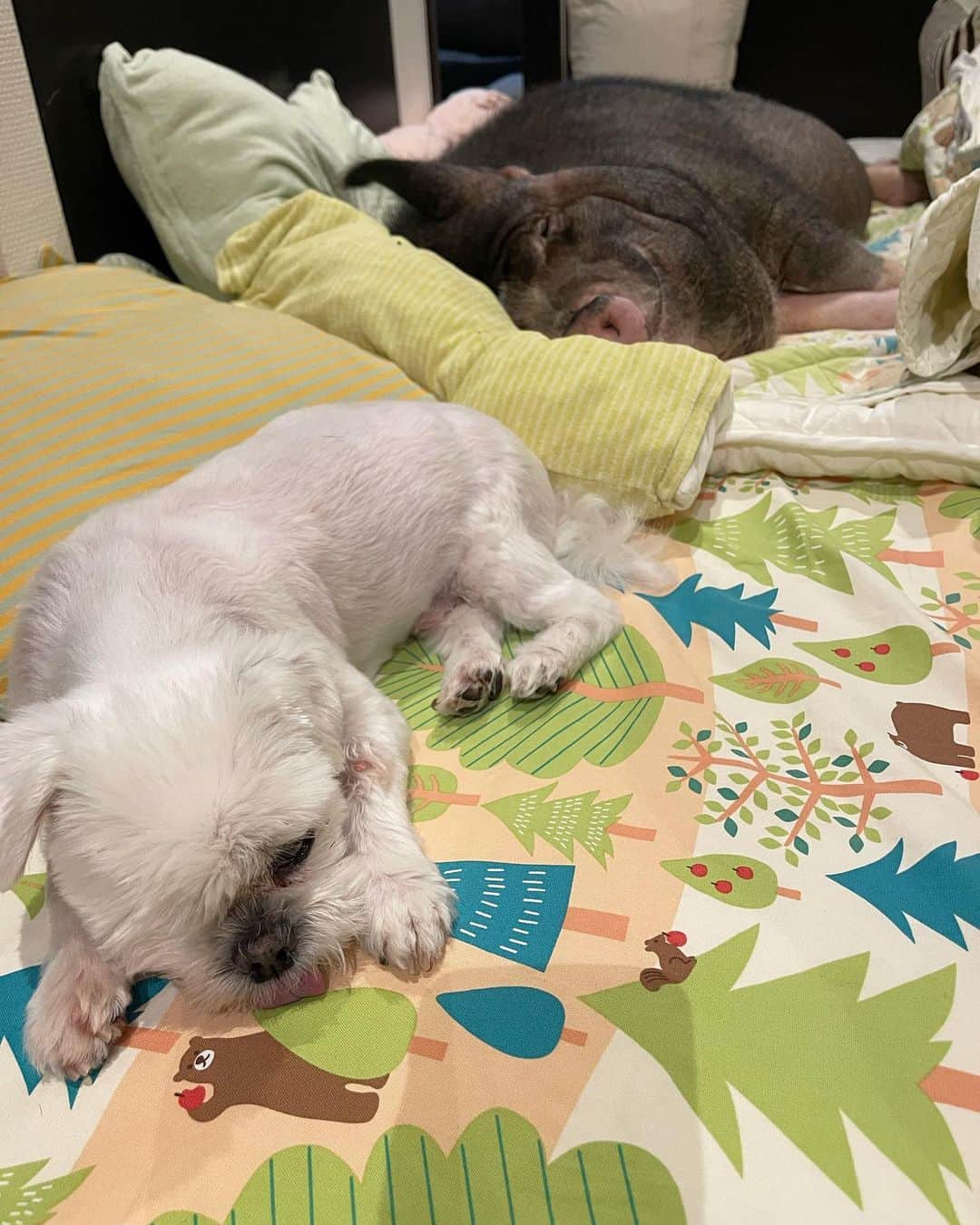 前園真聖さんのインスタグラム写真 - (前園真聖Instagram)「セブンの居るところに行って側で寝よとするアンジェロ🫰 #ミニブタ #ミックス犬」7月3日 17時16分 - maezono_masakiyo