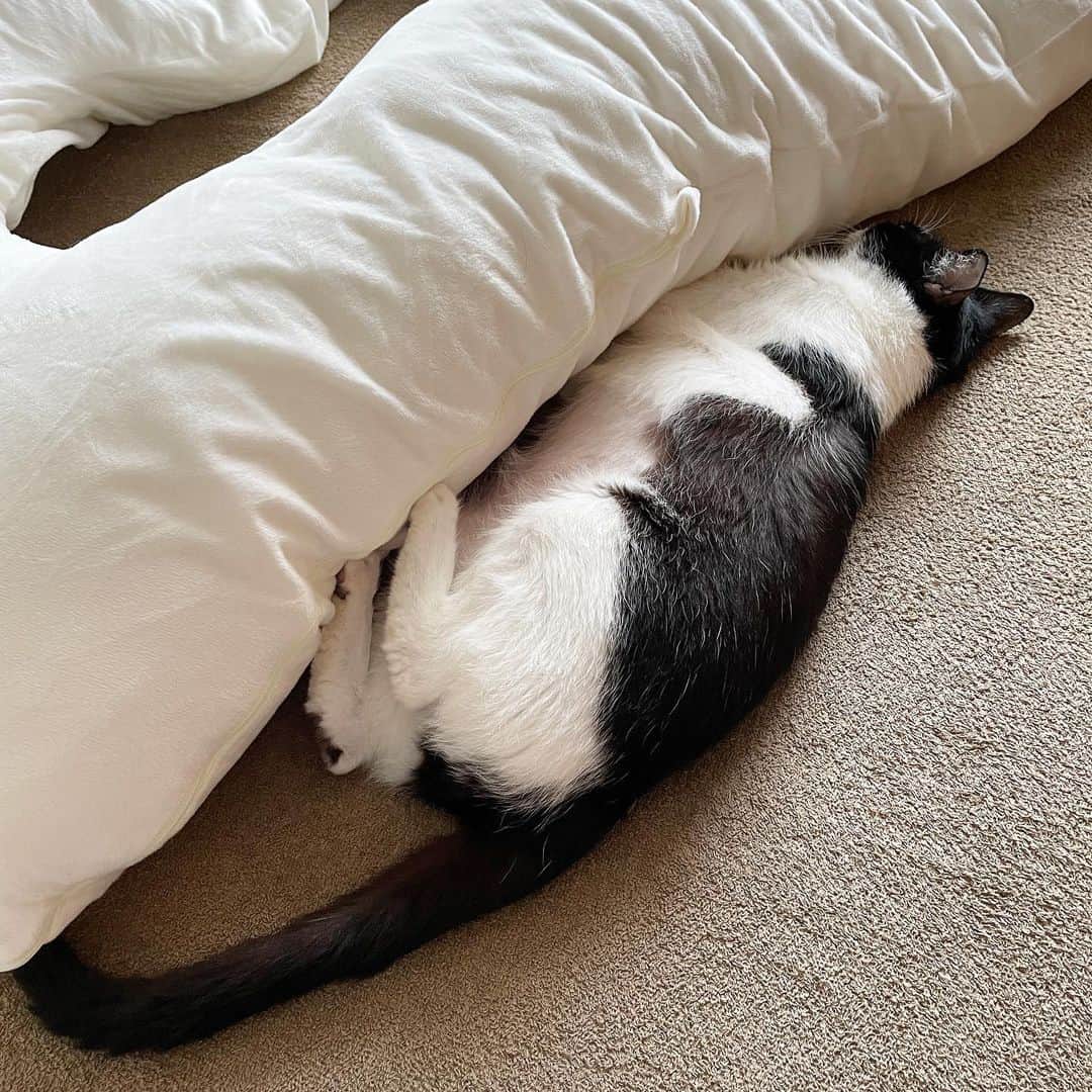 猫ラボさんのインスタグラム写真 - (猫ラボInstagram)「抱き枕ブーム再来」7月3日 17時16分 - nekolabo