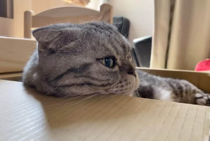 Shishi-maruのインスタグラム：「Cystitis again.get well soon,Shishi. またまた膀胱炎。良くなれよ、ししまる。  #猫 #猫のいるくらし #Shishimaru #ししまる #cat」