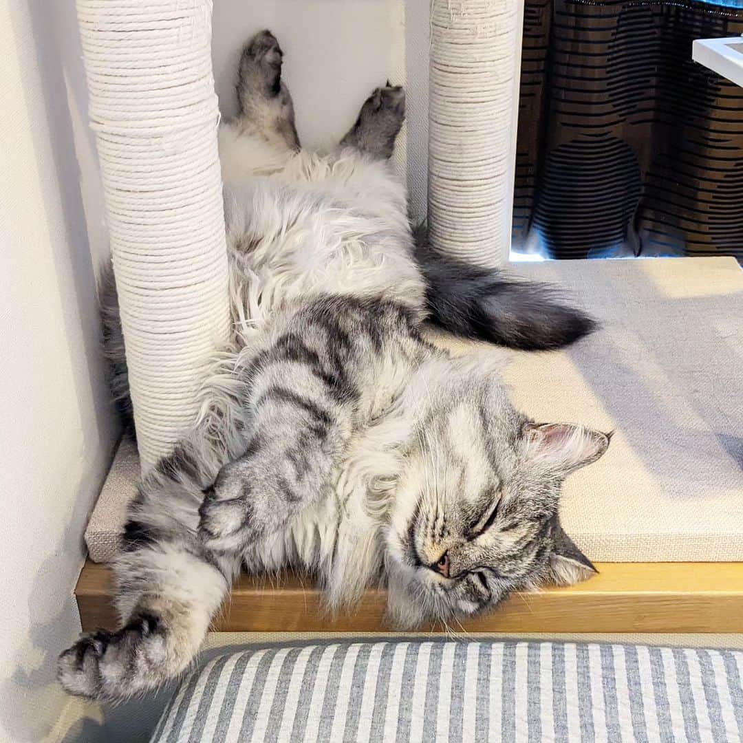 松原真琴さんのインスタグラム写真 - (松原真琴Instagram)「新しい寝相をどんどん開発する猫」7月3日 18時07分 - huminhukyu