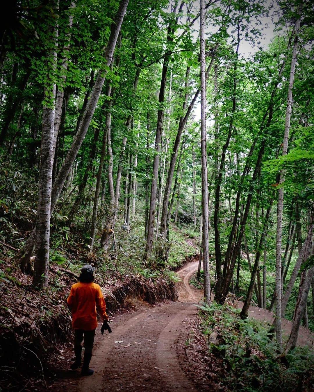 河野真也さんのインスタグラム写真 - (河野真也Instagram)「今日、午前中にヤマに行ってきました。  7/8(土)の「サッポロの山 サッポロの木 サッポロの人」の最終確認。  実際にイベントを行なう時間に、実際に使うルートを歩きながら、 作り手の皆さんと一緒に、木こりの足立さんの話を聞きながら。  僕はこれまで何度も足立さん @shigeakiadachi の話を聞いてるんですけど、それでも歩くルートが違ったりすると新たな話を聞ける。  足立さんから聞く、ヤマの話、森の話、木の話。  面白い。  実際、今日初めて足立さんの話を聞いた皆さんからは「へ〜！」とか「そうなんだ！」という言葉が連発。  これを皆さんに体感してもらいたくて。 学校の授業では聞けない、聞けなかった話。 当日、お子さんにもわかるように、難しい言葉がもしあれば素人の僕が聞くし、説明します。 参加される皆さんが聞きたいことがあれば、その場で聞いて下さい^_^  場所が場所だけに、参加人数には限りがあります。 間もなく締め切りとなるので、気になっていた方はぜひお早めに^_^  不思議なんですけどね、木のこと、森のことを考えながらヤマに行くと、元気になったりスッキリする。 今日もイチモニ！とイチオシ‼︎の間の午前中に行ってるんですけど、だから本来なら今頃メチャクチャ眠いはずなんですけど、元気！ この元気、しばらく続きます。  @kounomeimokuten  @woodlink_sapporo_n1e11  @tetsujin  @chiemokushop   #北海道 #札幌 #木こり #森林作業道 #林業 #木の家具  #木の器 #北海道愛がとまらない」7月3日 18時10分 - okurahoma_kawano