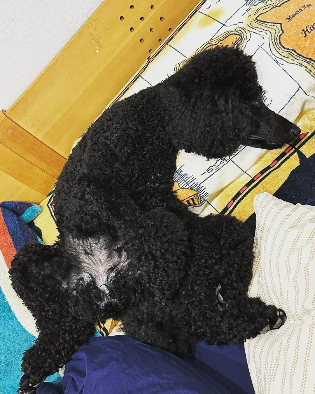 矢澤一輝のインスタグラム：「. 多様性 こんな寝方の犬は見たことがない。 #愛犬 #寝相 #姫 #おっ広げ #熟睡 #いぬすたぐらむ #犬のいる暮らし #いぬばか #スタンプー #スタンダードプードル #standerdpoodle #gorgeousdog #わんわん #わんこのいる生活」