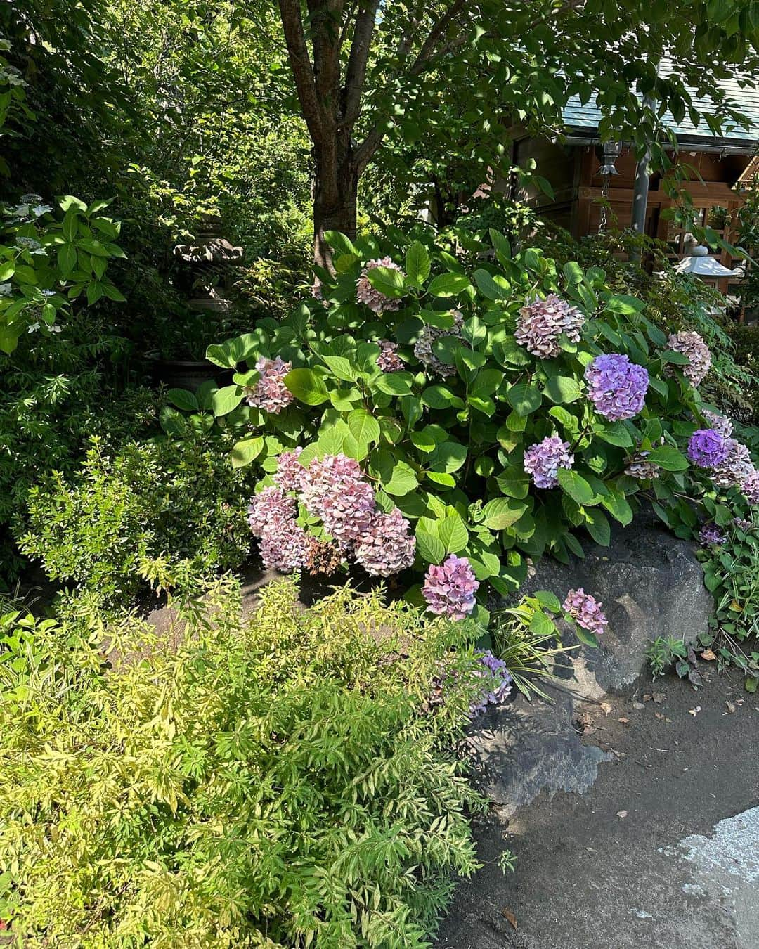 草間淑江さんのインスタグラム写真 - (草間淑江Instagram)「♡  天気のいい日曜日 住吉神明宮へ行ってきました！  くちなしの花やアジサイが咲いていましたよ✨  それと、人1人通れるかくらいの路地の奥に自然石に描かれたお地蔵さんがいるんです。 佃天台地蔵尊  佃散歩でした。  #草間淑江#日曜日#住吉神社⛩ #佃#歴史ロマンを感じる場所 #佃天台地蔵尊」7月3日 18時54分 - yoshie_kusama