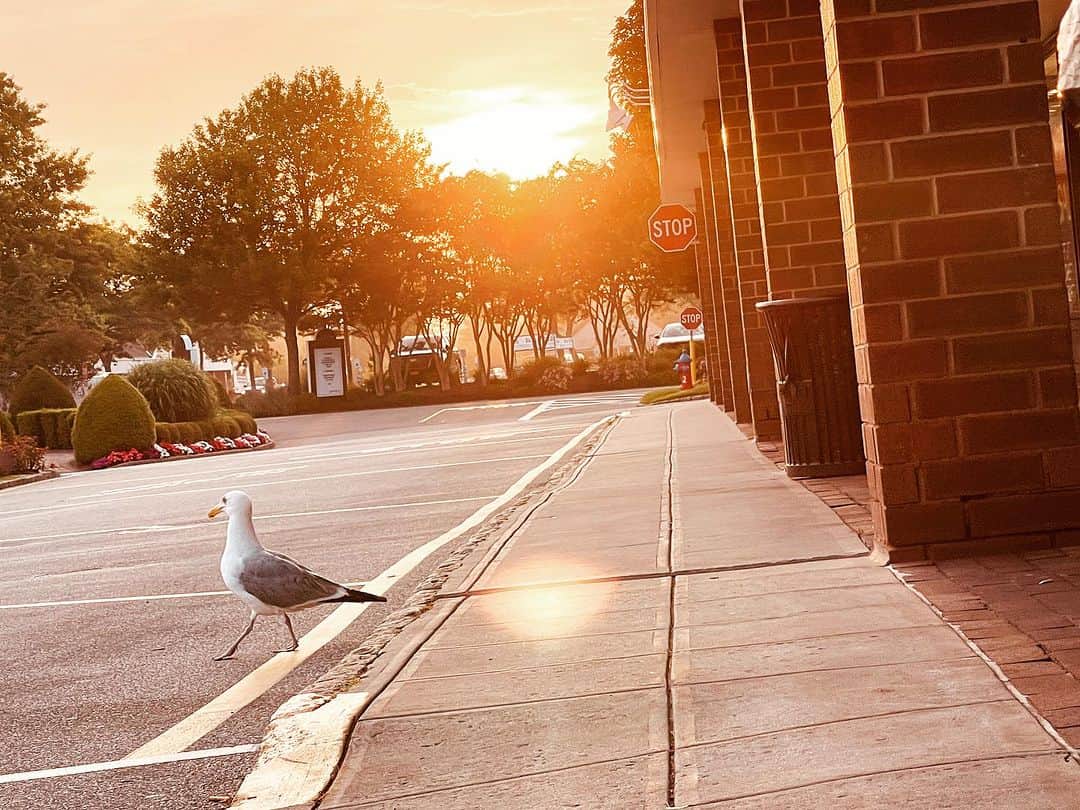 マーク・フォイアスタインのインスタグラム：「Good Morning Long Island!!!」
