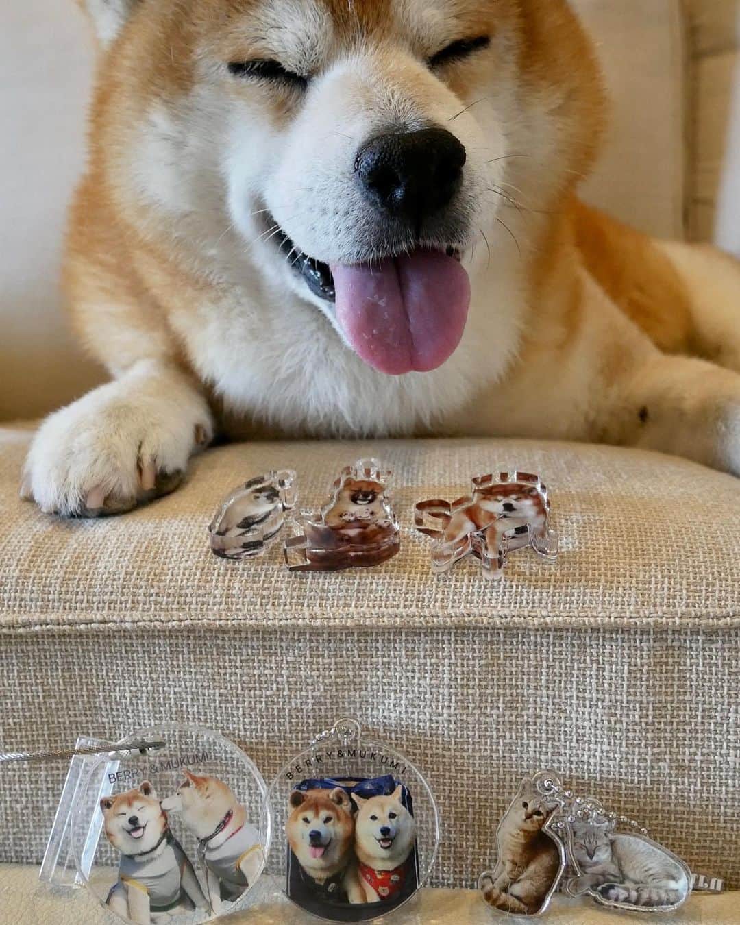 shibainu berryのインスタグラム