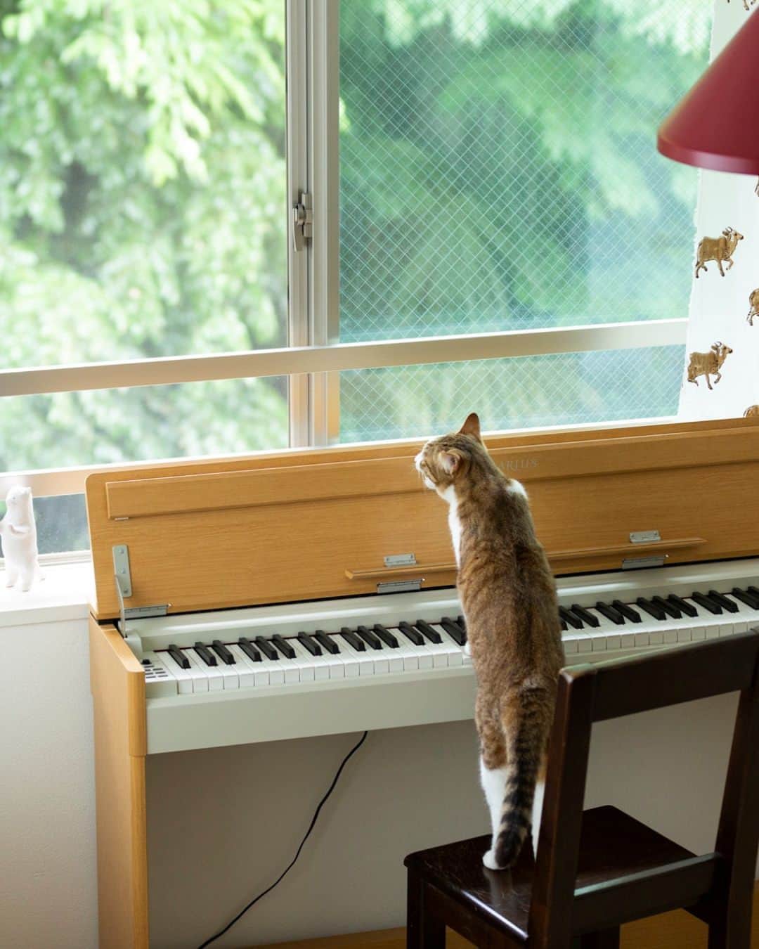 Hanako公式さんのインスタグラム写真 - (Hanako公式Instagram)「【発売中】最新号「小さな部屋を自分らしく」より、”ペットと暮らせば。”   ペットたちが安全に暮らせるように配慮しつつも、インテリアを楽しむことも忘れないバランスは大切。猫2匹とともに5層に分かれたステップフロアのマンションに居住中の写真家・安彦幸枝さんとペットとの暮らしに密着。   他にも、好奇心旺盛なモルモット・チンチラとの楽しい暮らしや、ウッド調の家具や緑に囲まれた空間でカメレオンとの暮らしをご紹介！   🔗本誌の詳細は、プロフィール下のリンクへ！ @hanako_magazine   【Hanako1222号_「小さな部屋を自分らしく」】 #Hanako #Hanakomagazine #インテリアデザイン #インテリア小物 #模様替え #古民家DIY #1人暮らし部屋 #2人暮らし部屋 #収納アイディア #お部屋作り #マイルームインテリア #移住計画 #befirst #ペットのいる暮らし #ペット家族」7月3日 19時08分 - hanako_magazine