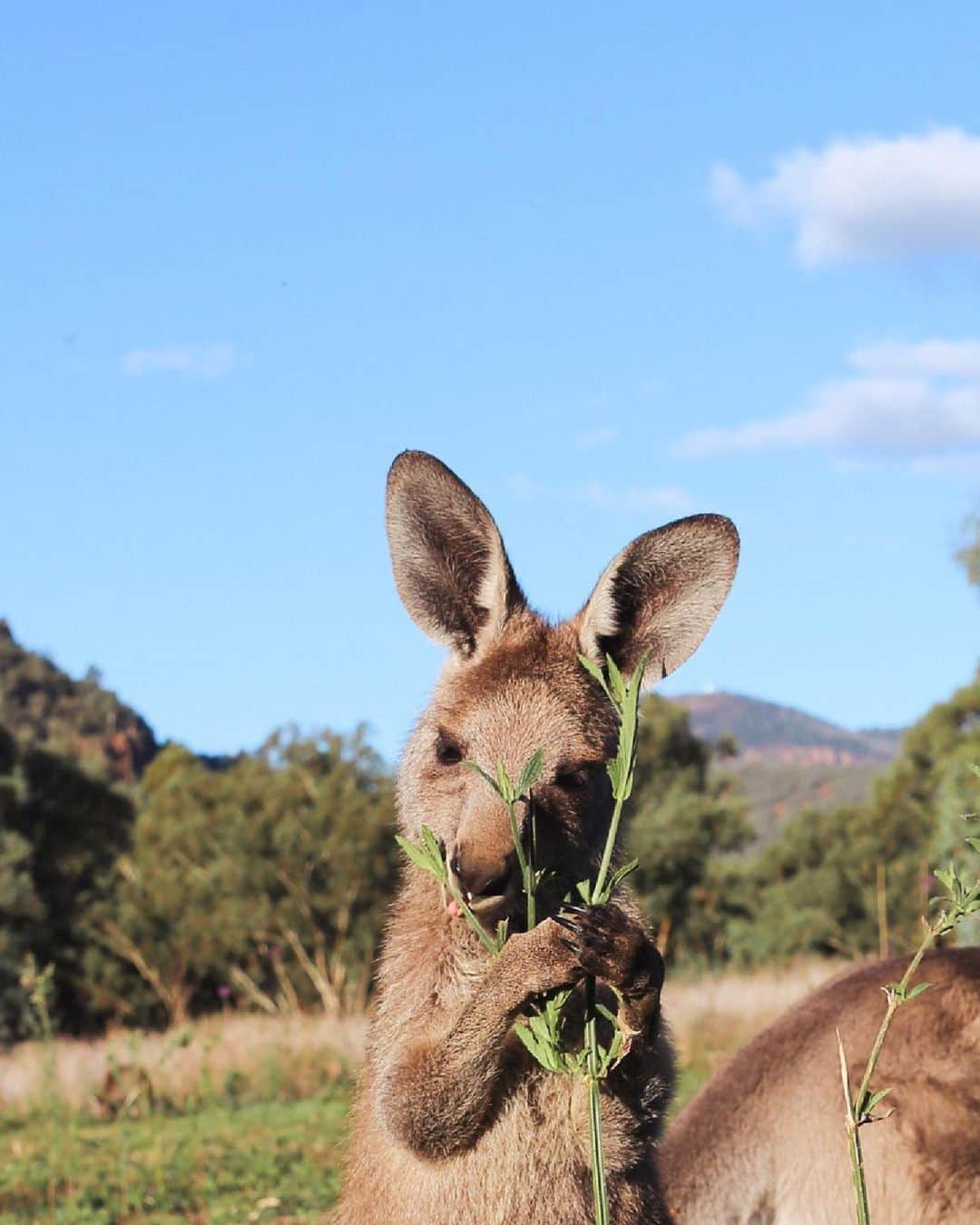 Australiaのインスタグラム：「It's important to eat your greens, y'know!" 🥦 Thanks for the friendly PSA, little one! @adventurewithashlxy captured this sweet joey on a recent trip to Camp Blackman in @visitnsw's Warrumbungle National Park. This @nswnationalparks is the perfect destination for a camping trip with the fam and boasts some pretty epic walking and cycling tracks - so don't forget to pack your bikes and walking shoes! #seeaustralia #comeandsaygday #feelnsw #nswnationalparks」