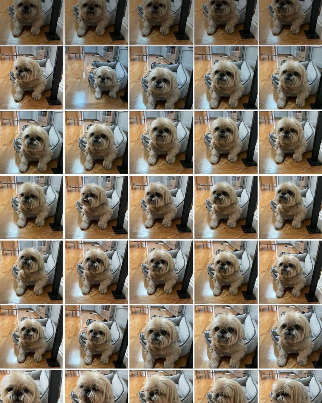 Dougie the Shih Tzuのインスタグラム：「“How does he always look perfect?”」