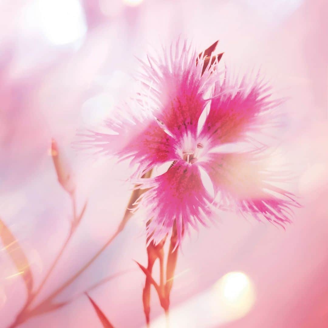 美的 Biteki's official Instagram! さんのインスタグラム写真 - (美的 Biteki's official Instagram! Instagram)「田中みな実 花が言うには。 「ナデシコの花言葉は古き良き日本女性のよう」  季節の花とその花言葉から連想されるメイクをご紹介。  【今回の花】 ナデシコ／花言葉「無邪気」  ハギ、ススキ、クズ、ナデシコ、オミナエシ、フジバカマ、キキョウ  秋の七草としても馴染み深いナデシコだけど、  ちょうど今の時期くらいから、愛らしいピンクの花を咲かせてくれる。  花言葉には、古き良き日本女性を形容したかのような言葉が並ぶ。  無邪気、純愛、貞節。  『古今和歌集』などでも女性の比喩としてナデシコが使われていることから、  長きに渡り日本人に愛され親しまれてきたことが窺える。  いかにもか弱そうだけど、美しい色や香りで他者を魅了し、  唯一無二の存在感を放つナデシコは、  清らかで、奥ゆかしく、類稀な強さを秘めている。  ―――written by Minami Tanaka  写真2枚目 使用アイテム  A. ヴィヴィッドな存在感で目元を華やげる、マゼンダピンクのリキッドカラー。 カネボウ化粧品 ルナソル フラッシュクリエイター EX10　￥3,300（限定品）  B. さまざまな光感で立体的な目元をかなえる5色入りアイパレット。大人のかわいさが映えるイエローやピンク、上品に艶めくブラウン系をセット。 コーセー ヴィセ リシェ パノラマデザイン アイパレット BE-8　￥1,430（編集部調べ・限定品）  C. 90%自然由来成分で、なめらかに溶け込むようにを頬紅潮させるマットピンクのパウダーチーク。 ディオール ディオールスキンルージュ ブラッシュ 100　￥7,150  D. シロップのように甘く艶めく質感のローズリップ。 イヴ・サンローラン ルージュ ヴォリュプテ キャンディグレーズ 13　￥4,950  E. ピュアな透明感と輝きで指先を彩る、天然石をイメージしたジェムピンク。 SUQQU ネイルカラー ポリッシュ 151　￥2,750（限定品）  3枚目 メイク方法  「みずみずしく可憐に咲き、ナデシコの彩りを表現」 ヘア＆メイクアップアーティスト　林 由香里さん  EYE  Bの右上のきらめきたっぷりのピンクと左下のピンクブラウンをブラシで混ぜてとり、アイホールに広くなじませる。次は右上と左上のイエローをブラシで混ぜてとって下まぶた全体にオン。上下のまぶたに同じ色を含ませることで、気品ある調和感を。ナデシコピンクのAで黒目の上～目尻に太めにラインを引き、目尻を長めにのばしてアクセントに。  CHEEK  Cを大きめのブラシでとり、頬の内側から広くふんわりと。繊細なマット感が柔らかな肌に見せてくれる。  LIP  Dを唇全体にじか塗り。上唇は輪郭をオーバーに塗り、ツヤがあふれているようなふっくら潤ったリップを演出。  NAIL  Eを2度塗り。透け感を残して軽やかに艶めく指先に。  PROFILE たなかみなみ／俳優 学生時代に美容にハマり、今ではプロ級の知識のもち主に。毎週木曜22時～放送中のドラマ『あなたがしてくれなくても』（CX）に出演中。  #田中みな実 #夏コスメ #夏メイク #新作コスメ2023 #新作コスメ #夏コスメ2023 #bitekicom #コスメ好きさんと繋がりたい #メイク好きさんと繋がりたい #今日のメイク #美的 #美的メイク #メイク好き #美ボディ #女子力向上委員会 #美容好きな人と繋がりたい #コスメ #今日のコスメ #コスメオタク #美肌になりたい #美容好きさんと繋がりたい #美意識高い人と繋がりたい #コスメ好きな人と繋がりたい #美容垢さんと繋がりたい #メイク好きな人と繋がりたい #美活」7月3日 21時00分 - bitekicom