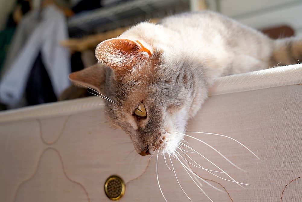 モアレ & クリエさんのインスタグラム写真 - (モアレ & クリエInstagram)「梅雨の合間の貴重な陽射し😼✨  #モアクリ #moacrie #ねこ #猫 #cat #catsagram #ねこすたぐらむ #にゃんすたぐらむ #猫のいる暮らし #ねこのいる生活」7月3日 21時04分 - moacrie