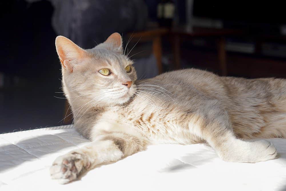 モアレ & クリエさんのインスタグラム写真 - (モアレ & クリエInstagram)「梅雨の合間の貴重な陽射し😼✨  #モアクリ #moacrie #ねこ #猫 #cat #catsagram #ねこすたぐらむ #にゃんすたぐらむ #猫のいる暮らし #ねこのいる生活」7月3日 21時04分 - moacrie