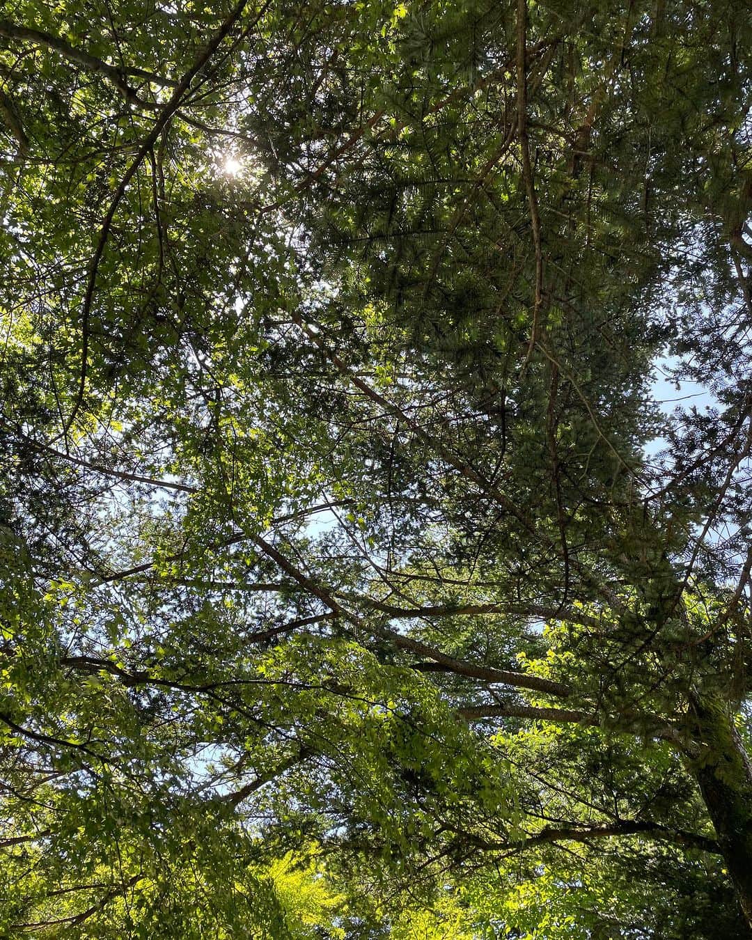 吉田美紀さんのインスタグラム写真 - (吉田美紀Instagram)「・ ・ 夏休みスタート。 7月最初の週末は軽井沢へ🕊️ 東京より少し涼しくて空気が美味しく緑が綺麗で 静かにゆっくり語って過ごしたいい時間でした☘️  6月が本当にドタバタだったから ほっとひと息つけるチャージの時間になりました♡  お散歩していて行きたいところを沢山発見💡 （といっても食べるところばかり笑） また行ける日までのお楽しみ♬  #karuizawa #weekend #軽井沢 #軽井沢旅行 #週末」7月3日 21時11分 - miki__yoshida