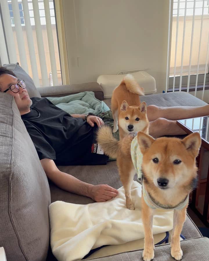 豆柴にこちゃんのインスタグラム：「🐶 昨日のごまみい家訪問動画、詰め合わせ🐾  わんたろうママが、 お手製の冷製コーンスープ🌽 を作ってきてくれるという話から、 なんかお子様ランチ食べたいねってなり、 ごまみいママがお子様ランチ作ってくれたー👶🍝  お子様ランチってワクワクするよね😍  わんたろうパパとトムは お昼寝タイム（添い寝）もはさんだり、 ほんとお子様のように楽しんだ1日でした😆  あと、わんたろうママがポテサラやおいなりさん を作ってくれたりローストビーフや、 ごまみい家の庭で採れた食材できゅうりの 糠漬けやレモネードもあってご馳走満載でした✨ どれもおいしすぎた🐷💕  私は料理に自信ないので、 出来合いを買ってきただけ〜😂  最後の動画は、寝てるトムの口に 芋けんぴ突っ込もうとしたら起きちゃった！  4枚目のおふみちゃん、パパママの間から 顔出してるのがかわいすぎやろ！  @gomame06 @shiba_gmi @1tarofunetomi_shibainu @shibainu.design  #柴犬#豆柴#mameshiba #shibastagram#japanphoto#shibainu#犬#shibainumania#犬のいる暮らし#shiba_snap#shibainupuppy#多頭飼い#dog#いぬすたぐらむ#puppy#dogstagram#instadog #doglover#pecoいぬ部#pecotv#いぬのきもち部#狗#子犬#barked#9gag#9gagpets#시바견」