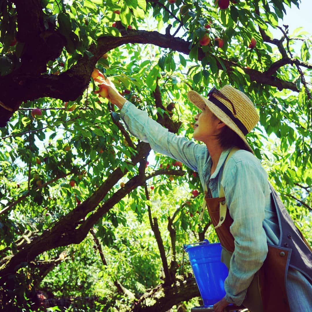 富永美樹さんのインスタグラム写真 - (富永美樹Instagram)「日曜日#環境省 のサポートで#フードレスキュー ツアー を開催しました！  #山梨 と#東京 との#2拠点生活 をするようになり 果樹農家を営む80歳のおじいちゃんとおばあちゃんに出会い知った#地域の課題   これまで#人手不足 などで収穫されず 食べられることのないままだった#プラム をみんなでとっていただく代わりに #桃の袋掛け のお手伝いをしました！  子供たちも初プラムに大喜び 大人たちにとっても学びの多い#素晴らしい体験 となりました！  #山梨県 #塩山  #環境省アンバサダー #フードロス削減」7月3日 21時49分 - miki.tominaga.official