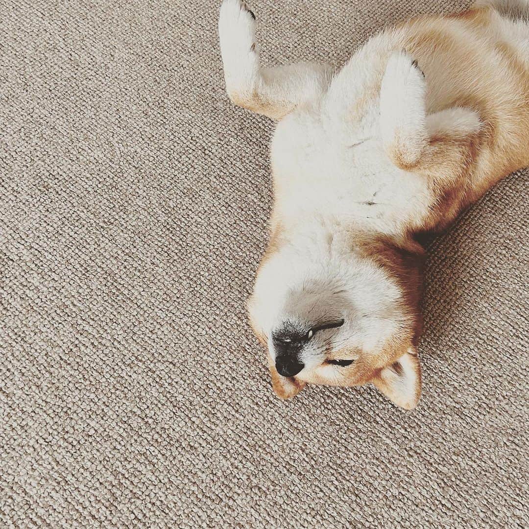 KIKIのインスタグラム：「暑さが辛くなってきた今日この頃 熱がこもりやすくて 熱中症になりやすいわたしは 水分補給欠かせず💦 いつからこんな体質になっちゃったんだろう 運動不足かな😭 #椿王丸」