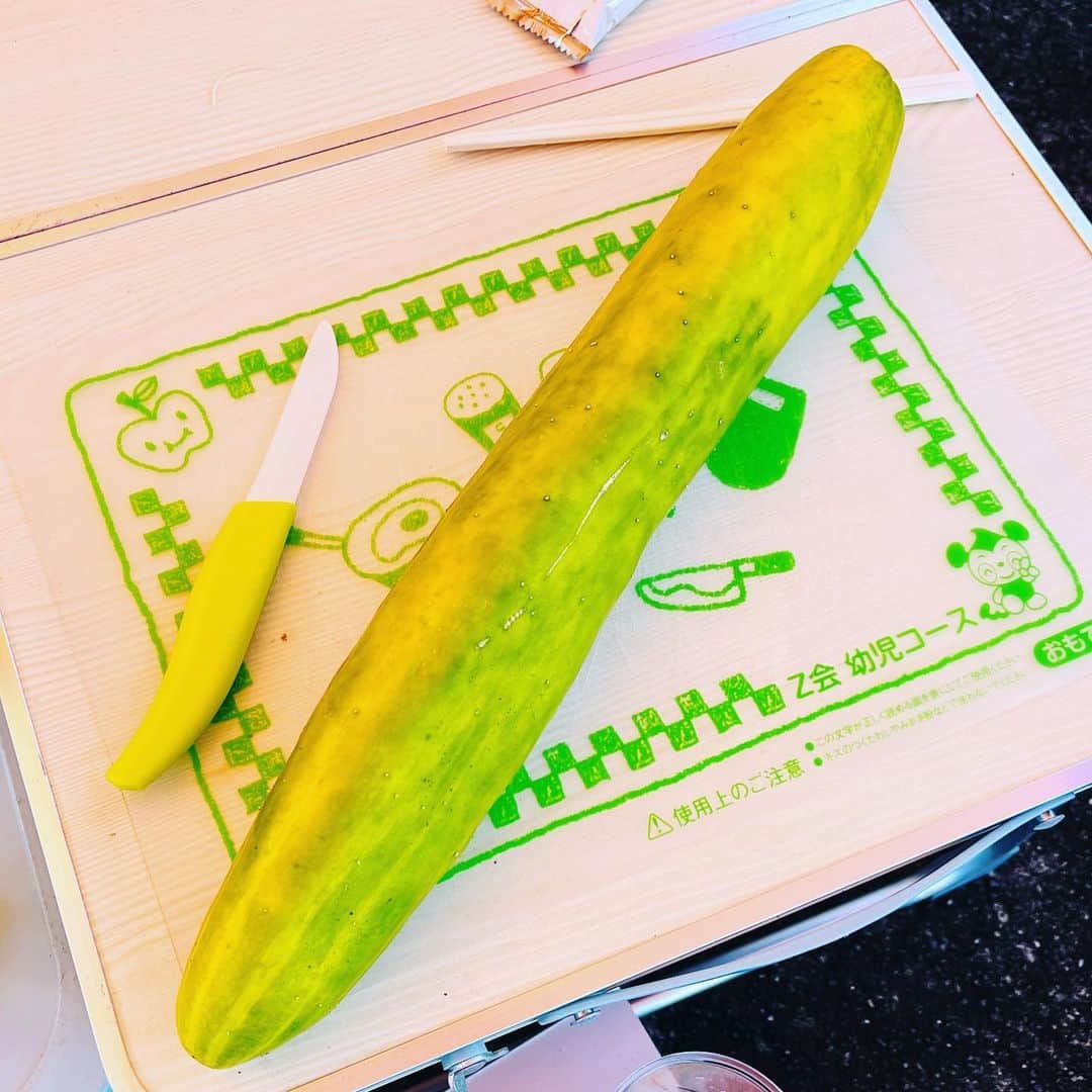 水谷さるころのインスタグラム：「お父さんが家庭菜園で錬成した、巨大きゅうり🥒　これが意外と…皮は厚いけど味はそのままきゅうりで普通に美味しくいただけた。しかもちょっとメロン風味あった。きゅうり、なんで大きくして売らないのかな。これはこれで美味しかった。」