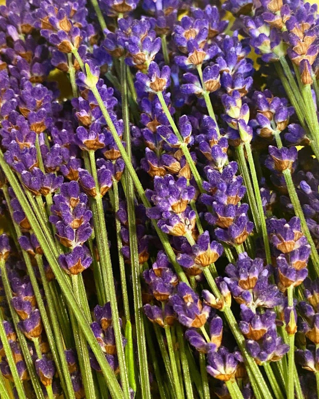 中井美穂のインスタグラム：「富良野から届いたラベンダー🪻  信じられないくらいの澄んだ柔らかな香りに思いっきり深呼吸。可憐な紫の小さなお花。自然の色合いはずっとずっと見ていても飽きません。  幸せ🪻香りも届けばいいのに。  #ラベンダー  #天心農場  #思わず深呼吸  #自然  #香り #色彩」