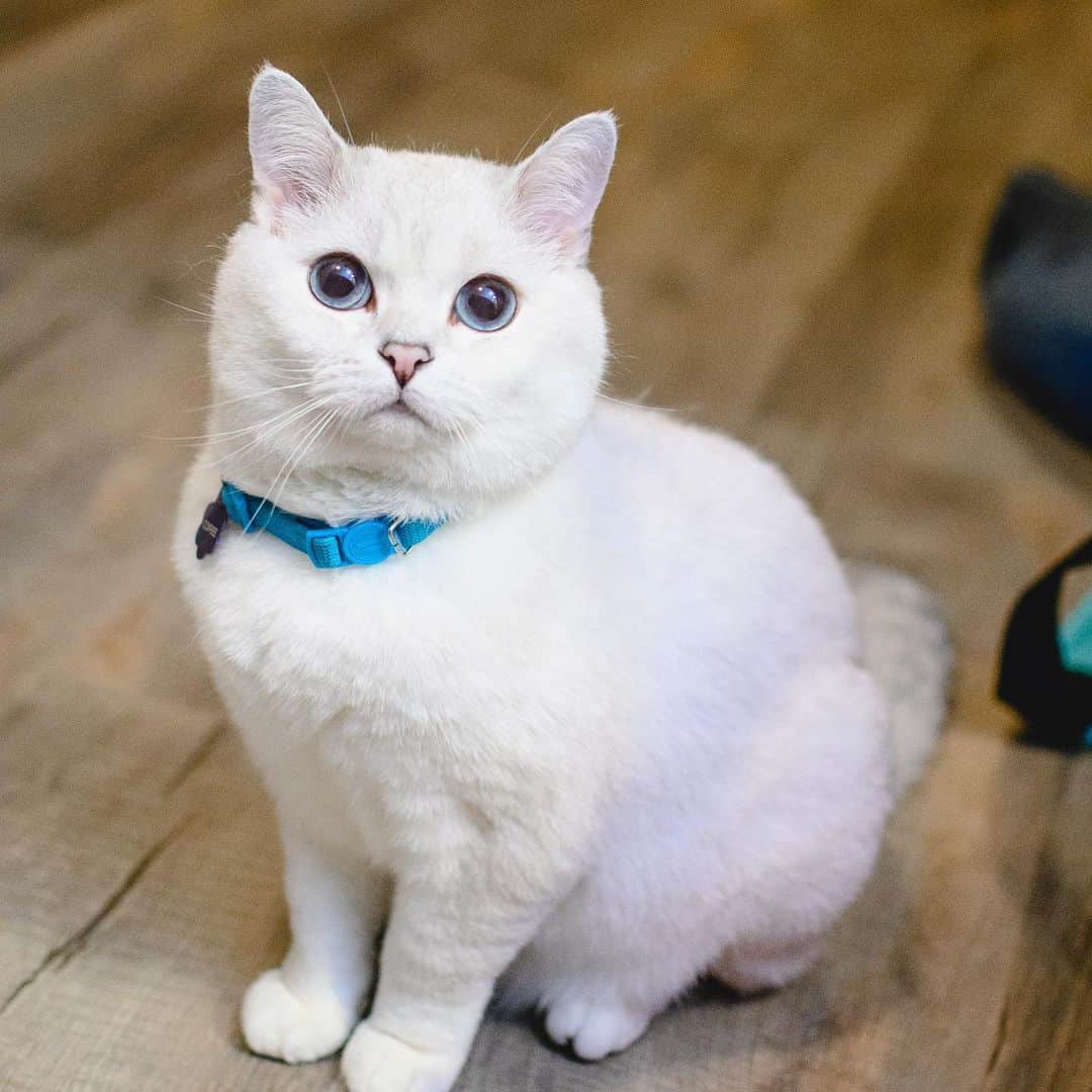 ミスター・ホワイトさんのインスタグラム写真 - (ミスター・ホワイトInstagram)「Modeling ❤️😻  #meow #cute #catsofinstagram」7月3日 22時47分 - white_coffee_cat