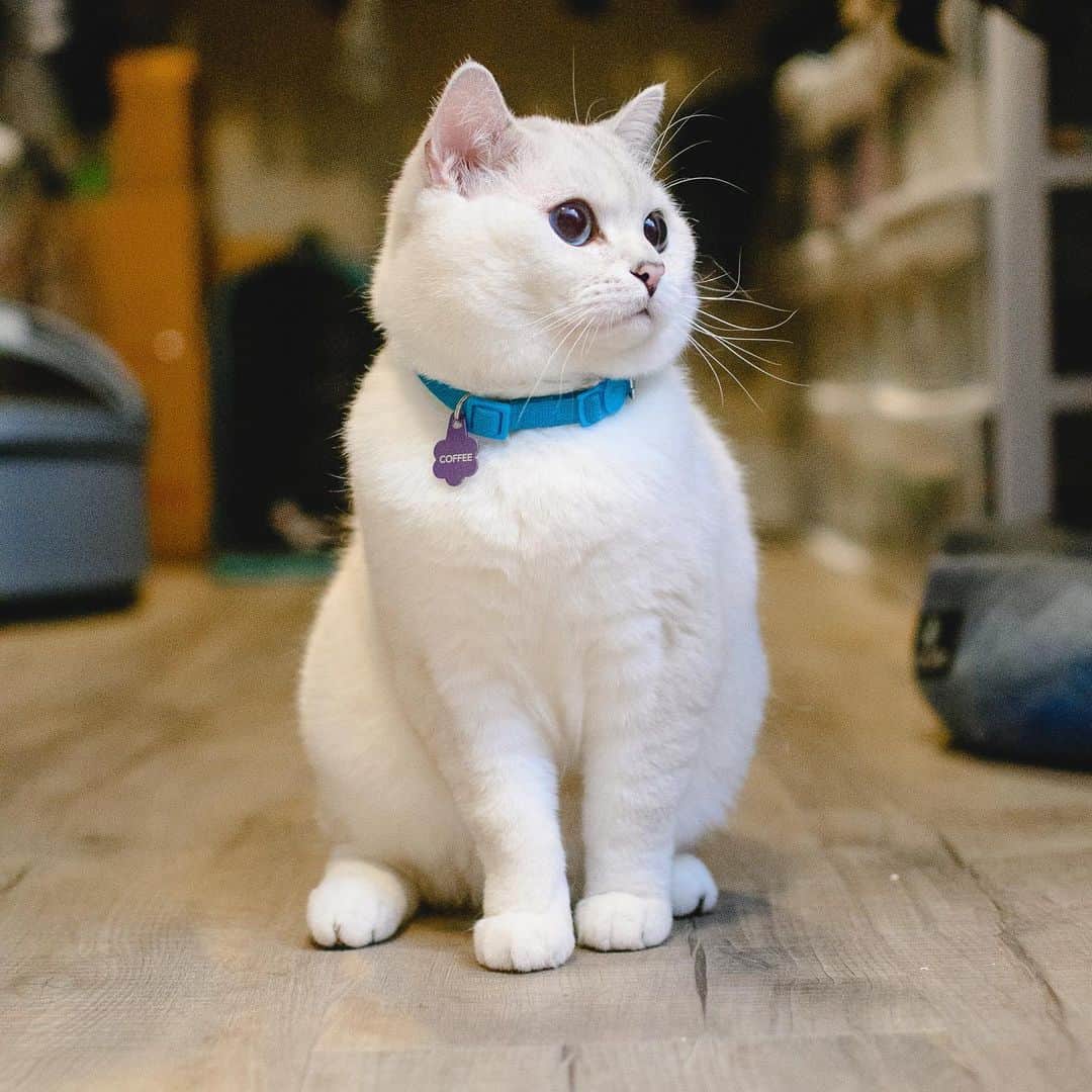 ミスター・ホワイトのインスタグラム：「Modeling ❤️😻  #meow #cute #catsofinstagram」
